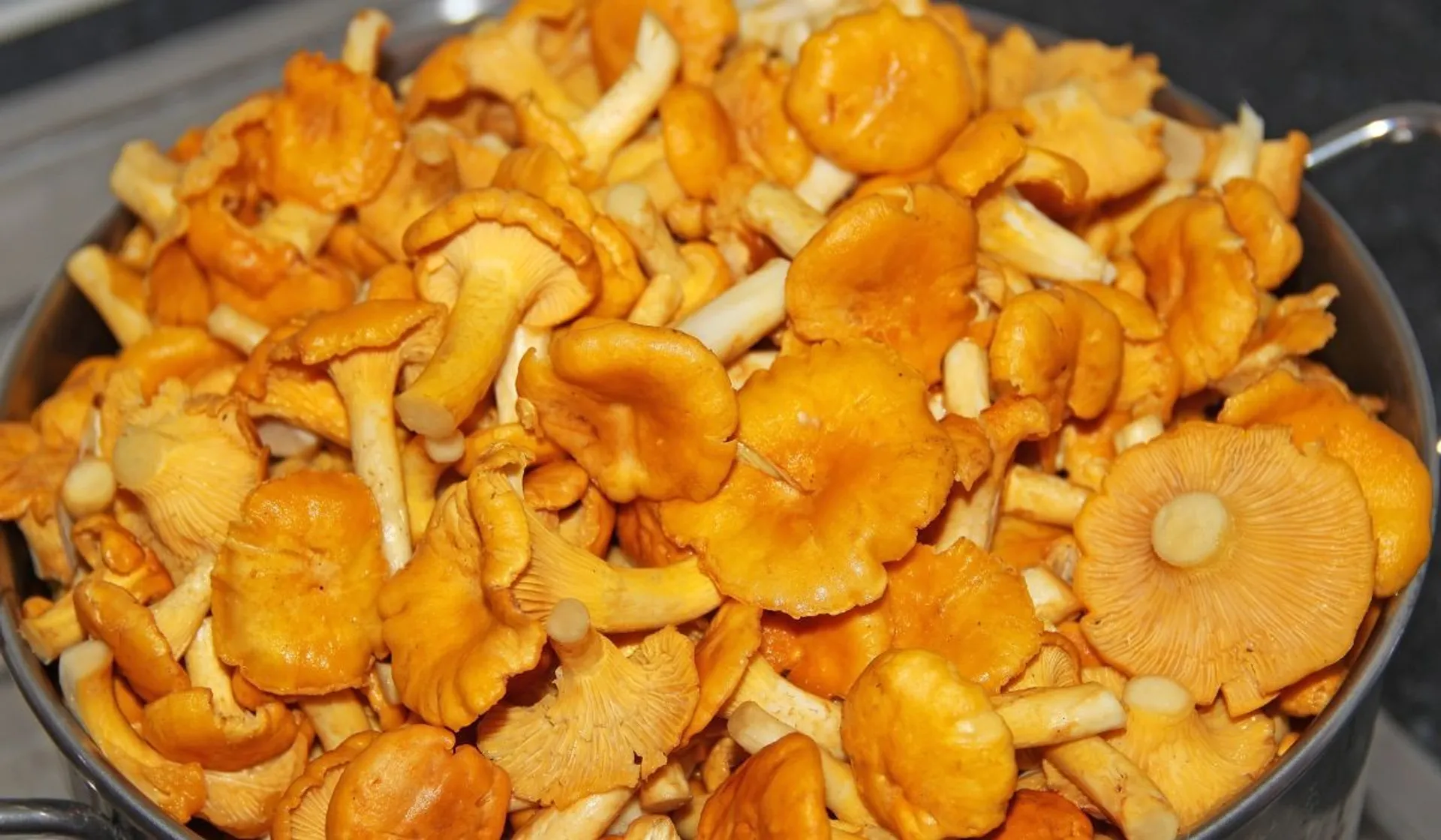 pyszne i zdrowe grzyby