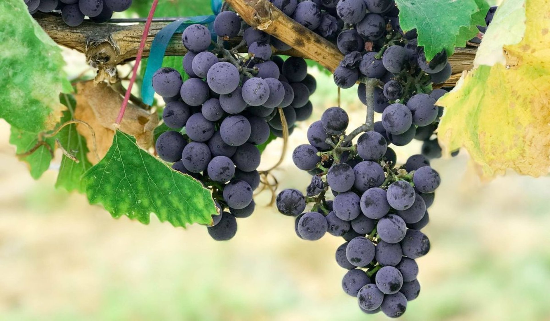 Zabezpieczanie winorośli na zimę