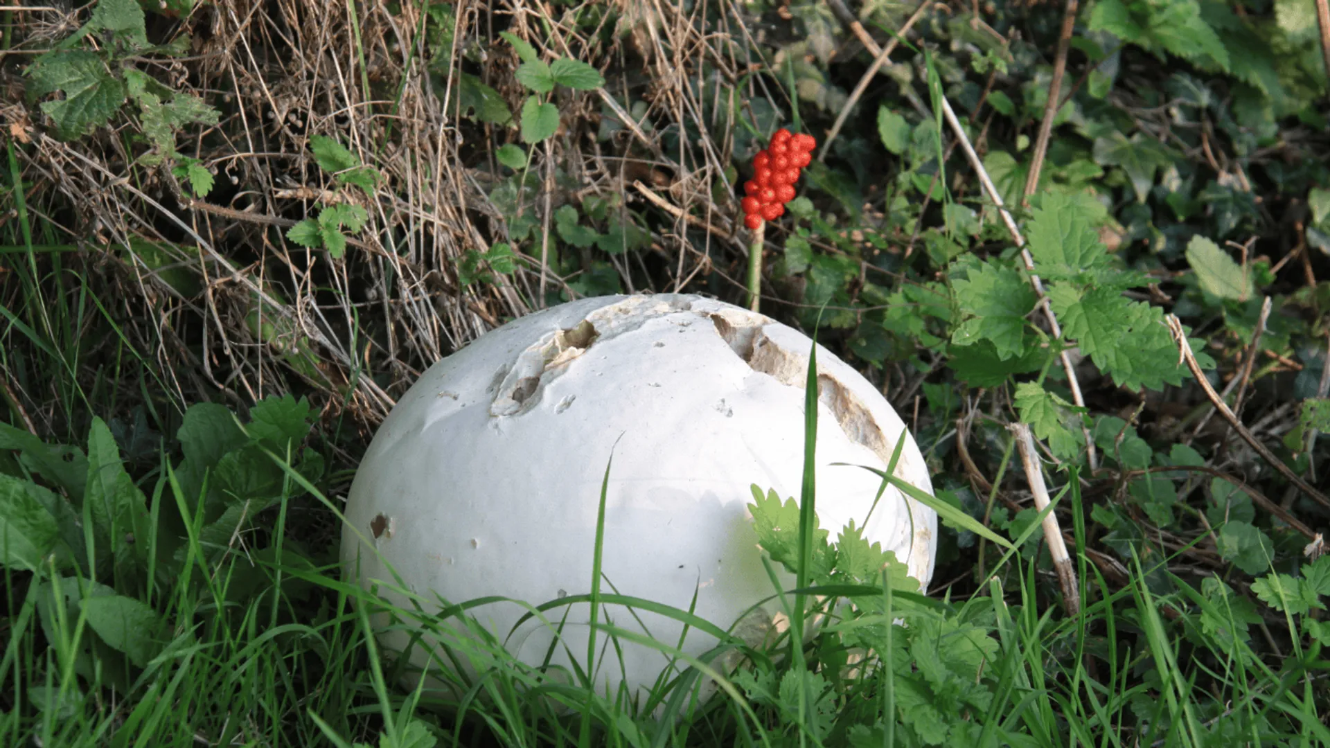 czasznica olbrzymia
