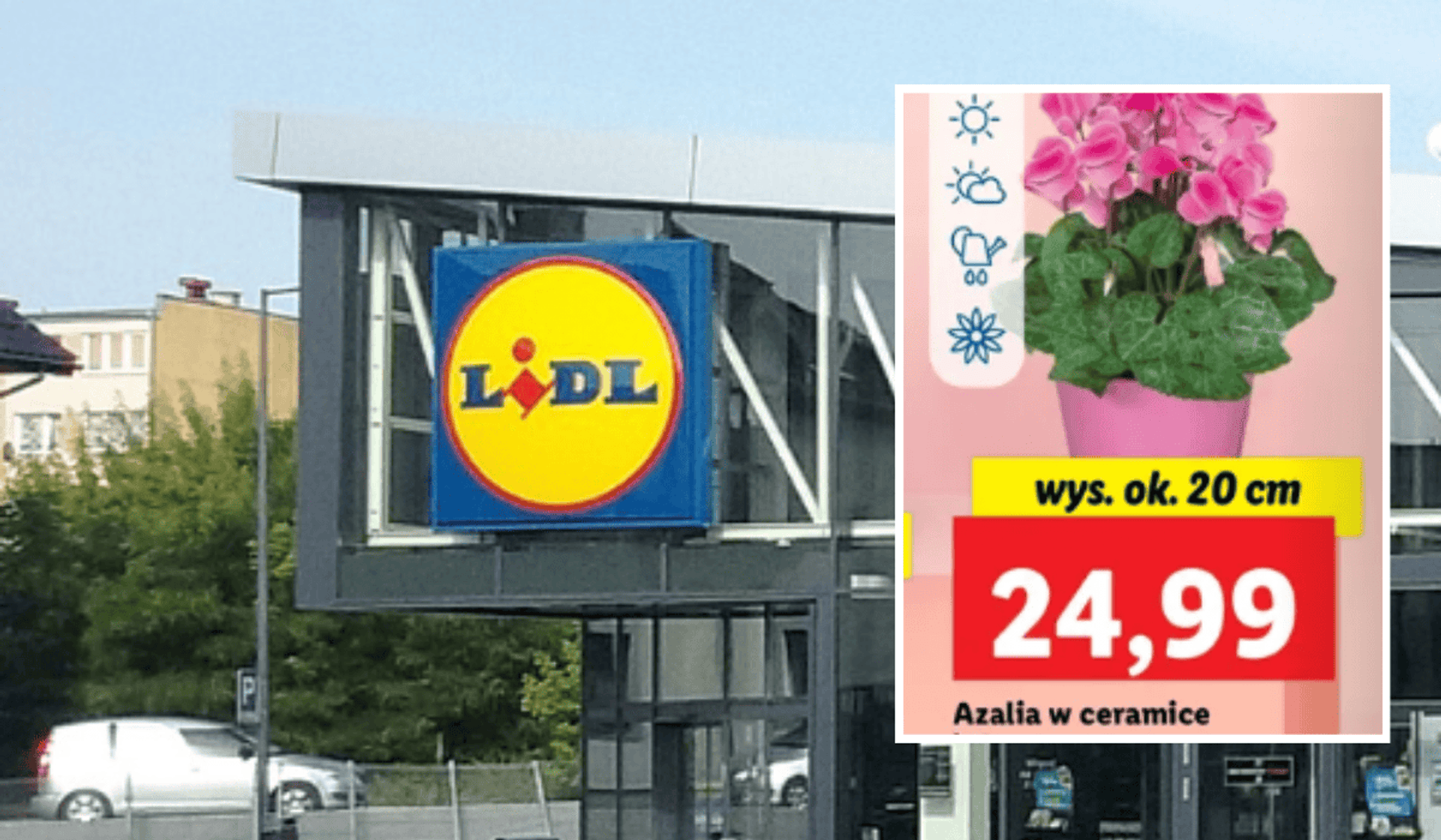 Promocja w sieci sklepów Lidl, azalie