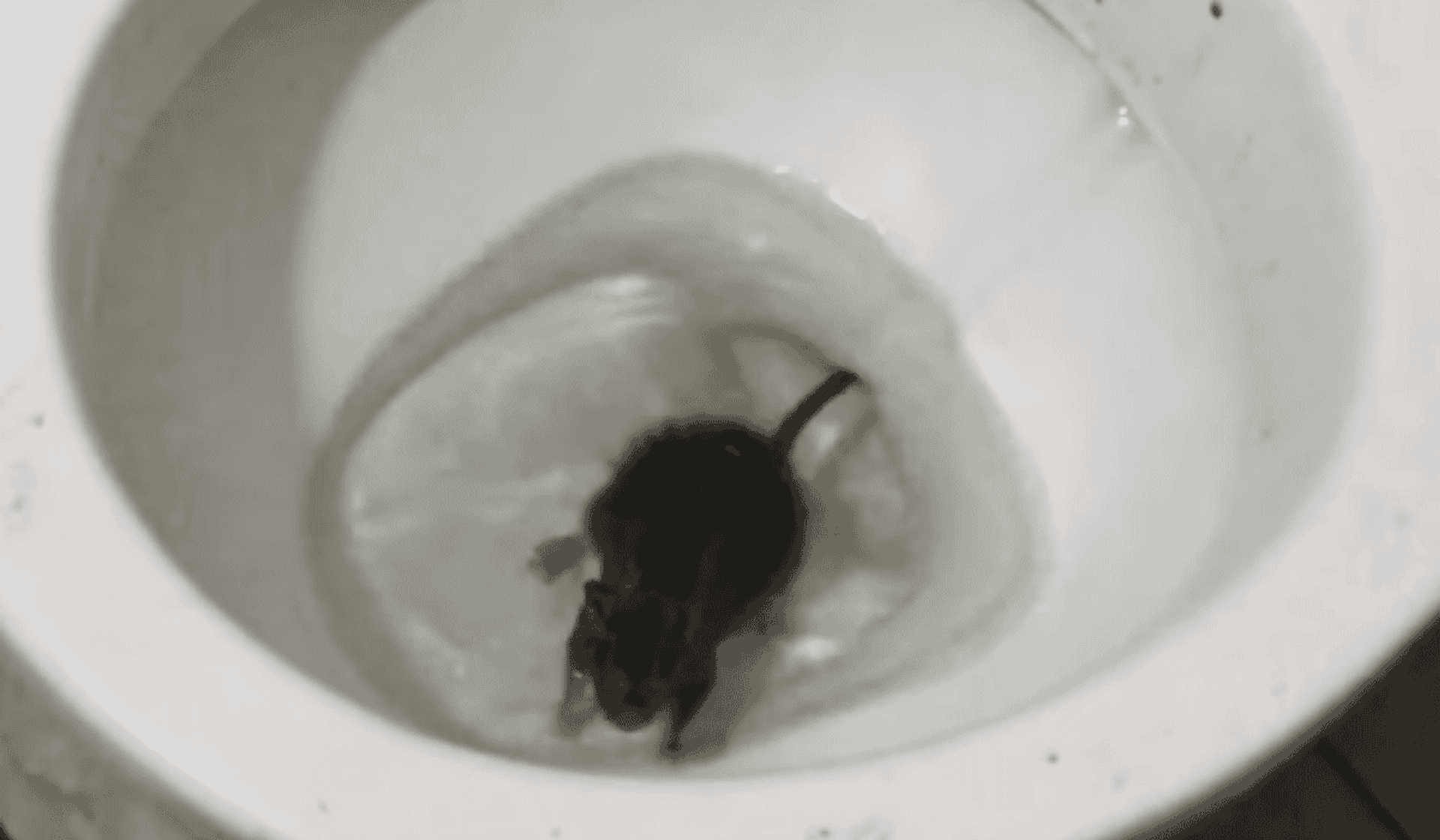 Szczur w muszli klozetowej
