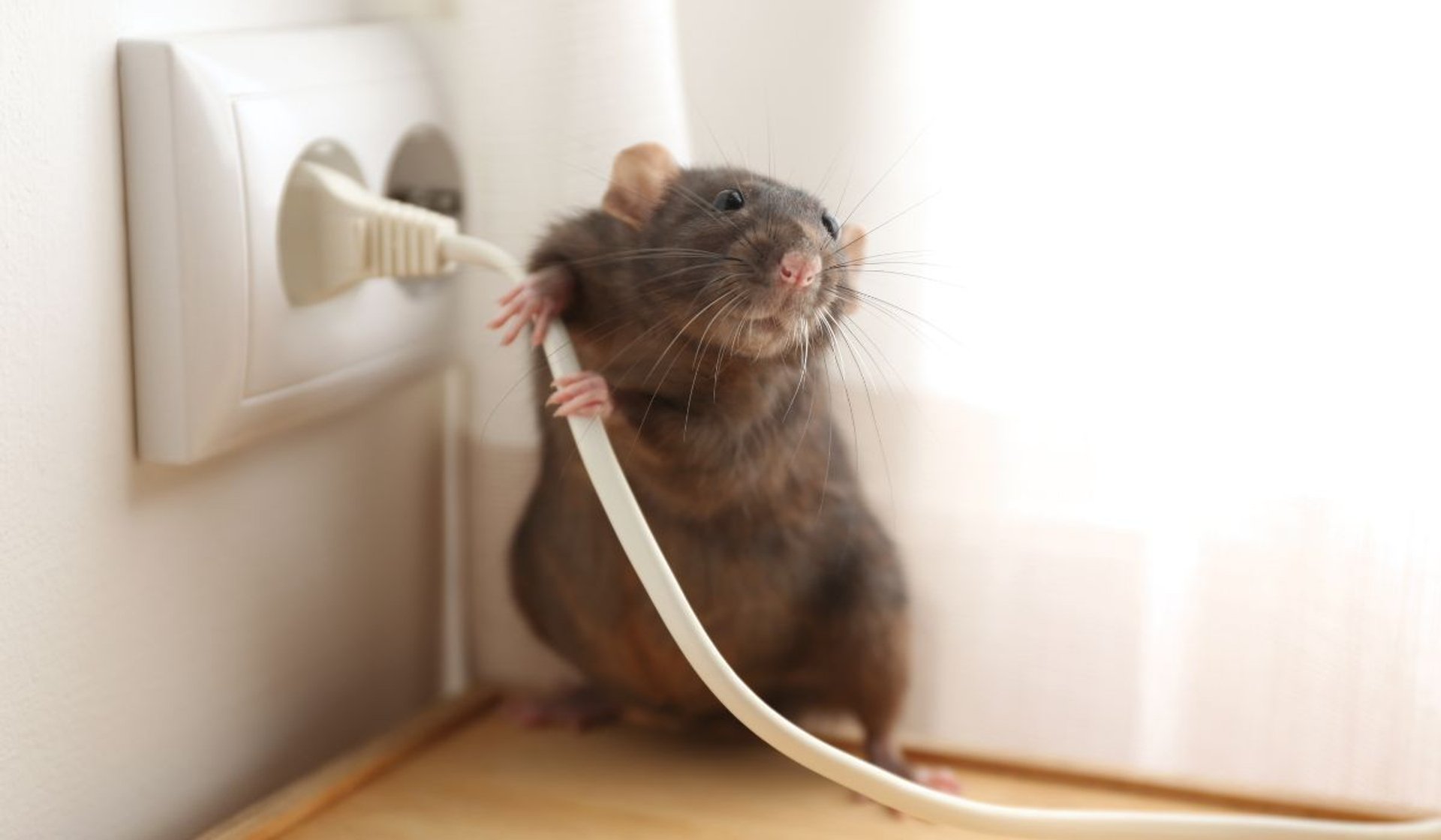szczury w domu