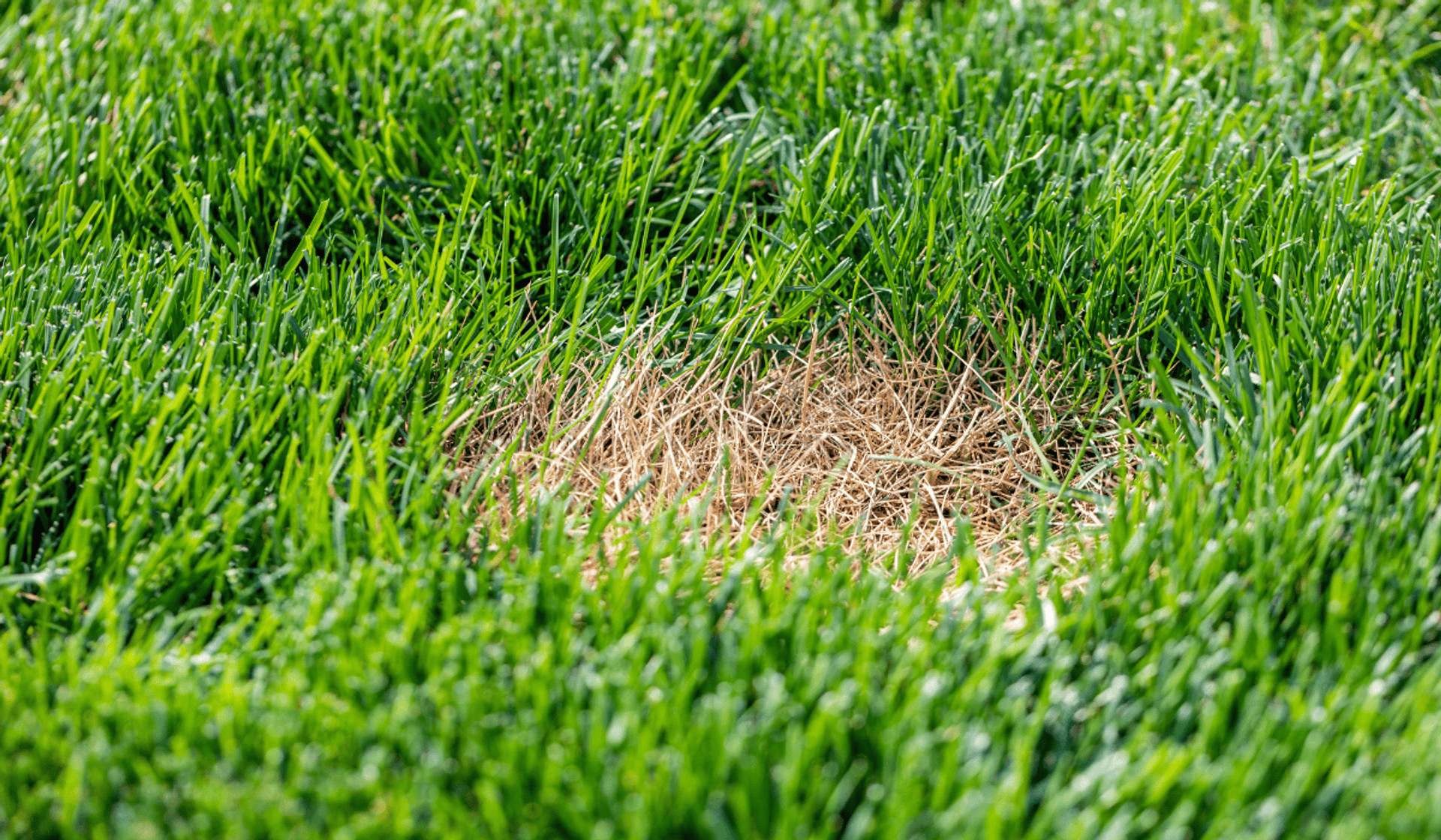 Trawnik z łysym plackiem