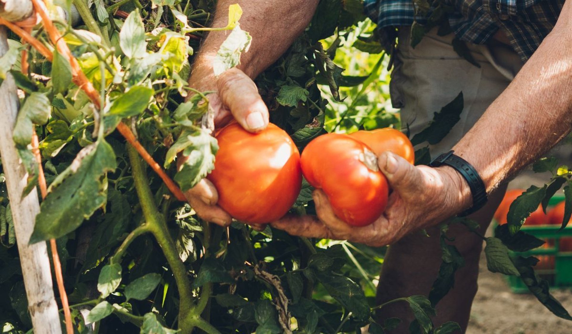 jakie rośliny sadzić obok pomidorów?