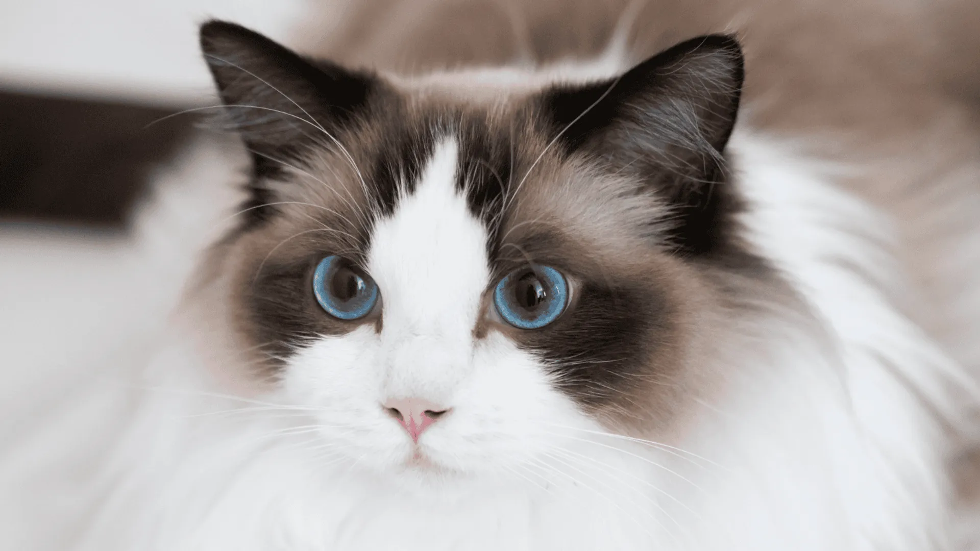 Kot rasy ragdoll