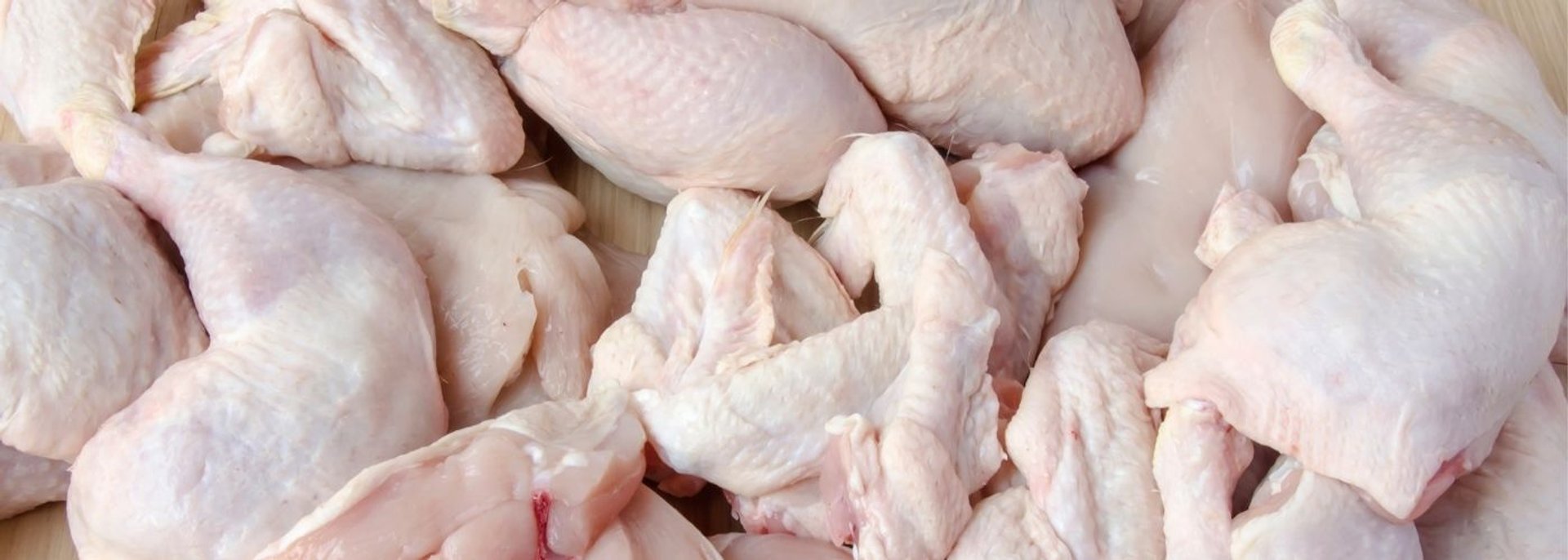 Kurczak zakażony salmonellą