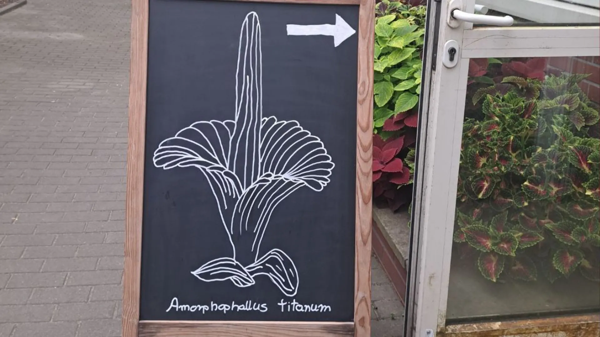 Dziwadło olbrzymie