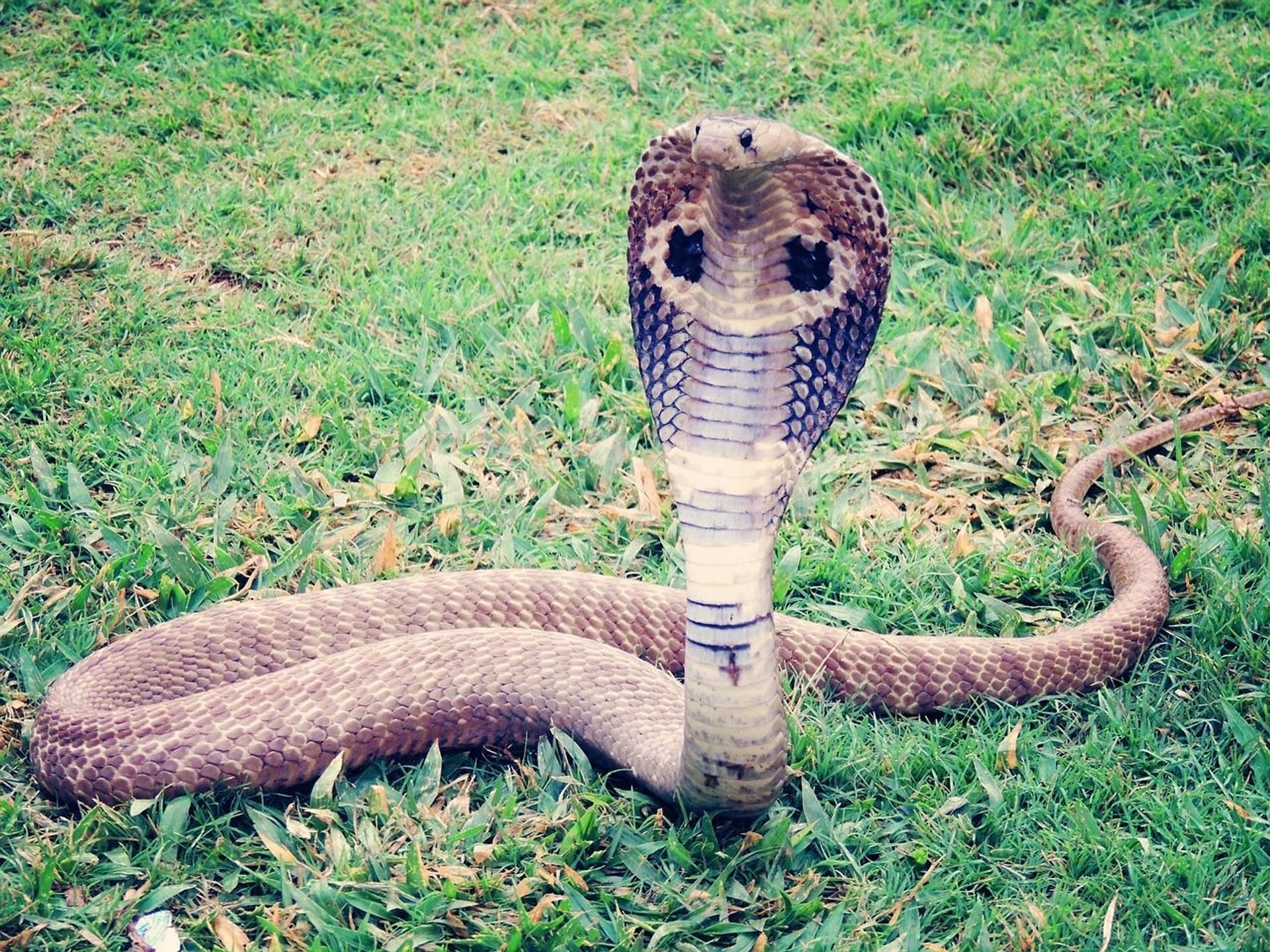 Kobra królewska
