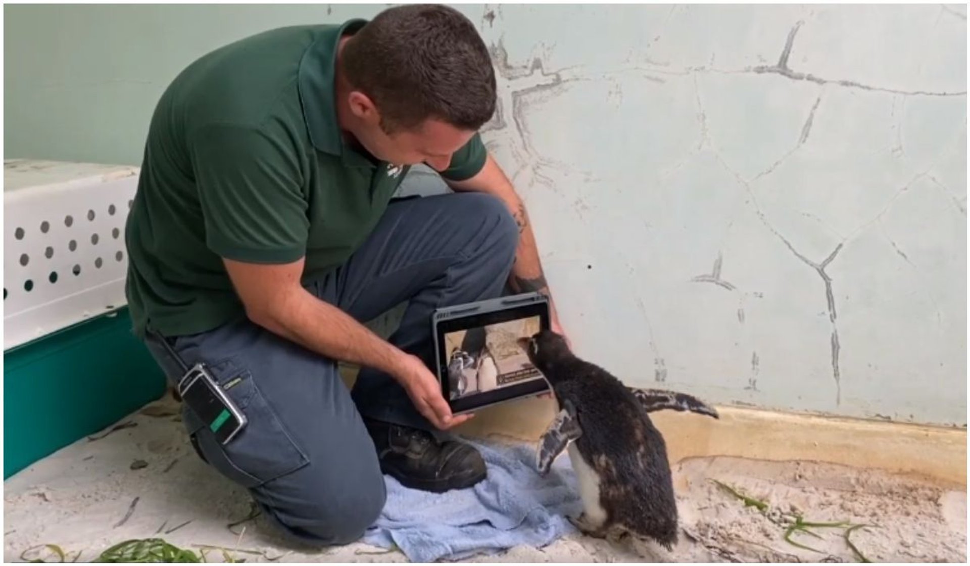 Pingwin Pierre przechodzi rehabilitację w ogrodzie zoologicznym