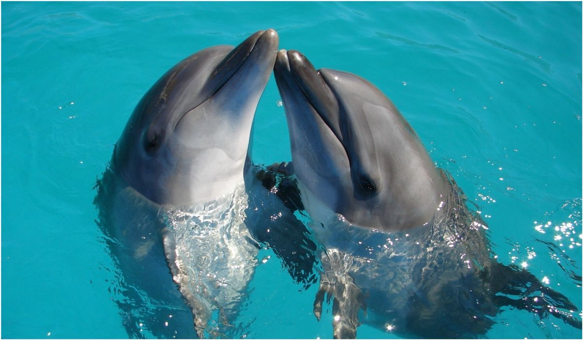 Japońskie władze apelują, by nie zbliżać się do delfinów i ich nie dotykać