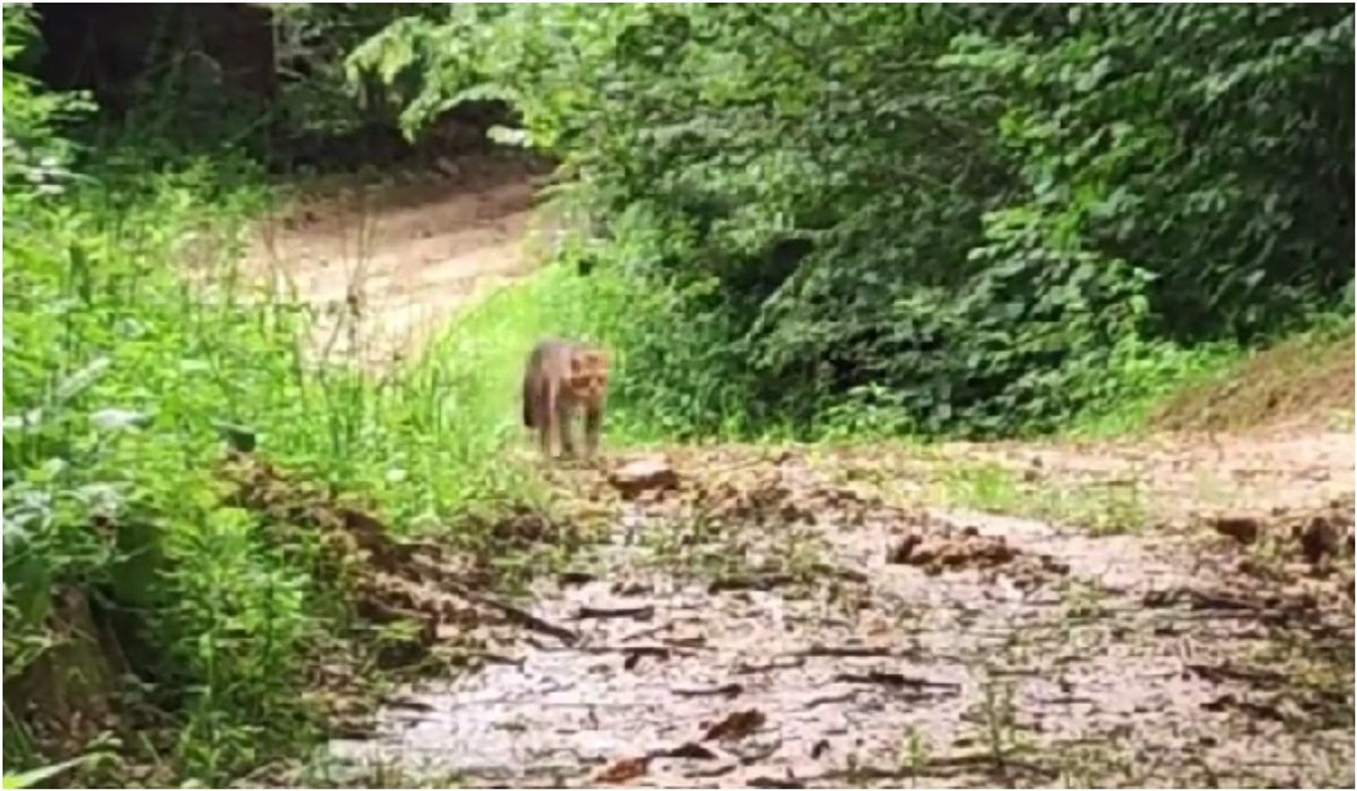 W polskich lasach można spotkać dzikie kotowate