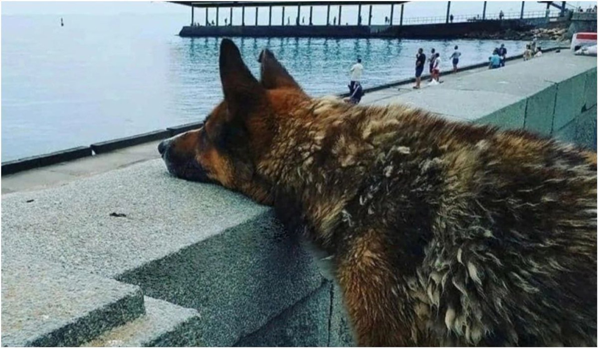 Pies Mukhtar to krymski odpowiednik japońskiego Hachiko