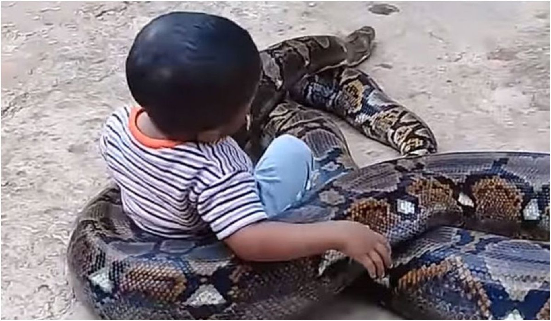 Chłopiec bawi się z wężem
