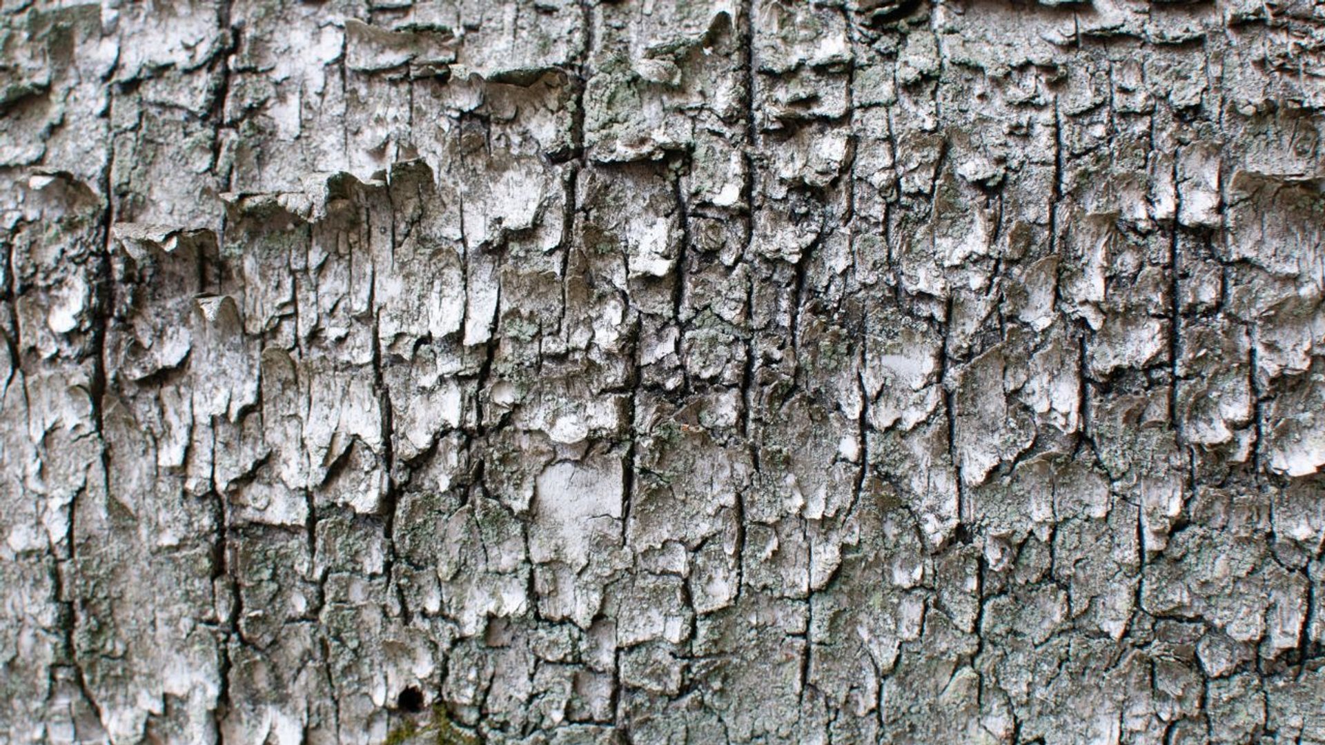 Potworna choroba skóry