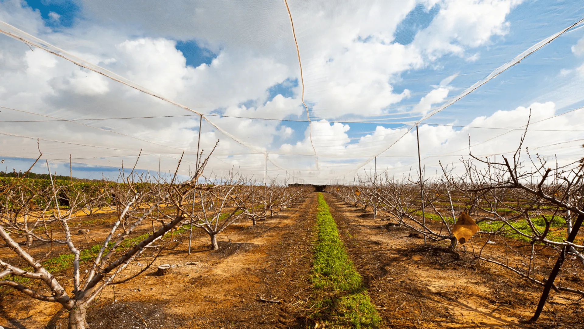 Skradzione drzewka, materiał poglądowy 
