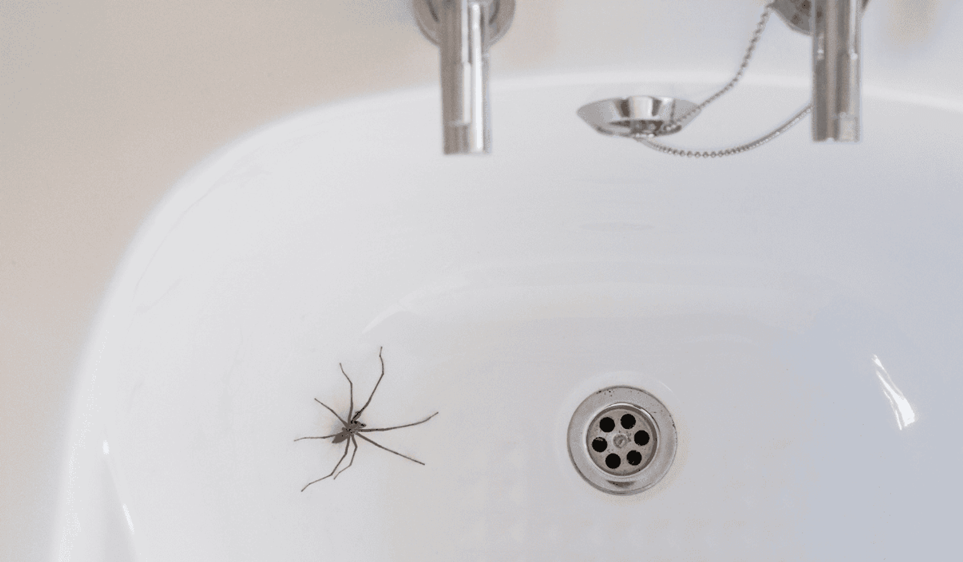 tbradford/Canva, Skuteczny sposób na pająki w domu