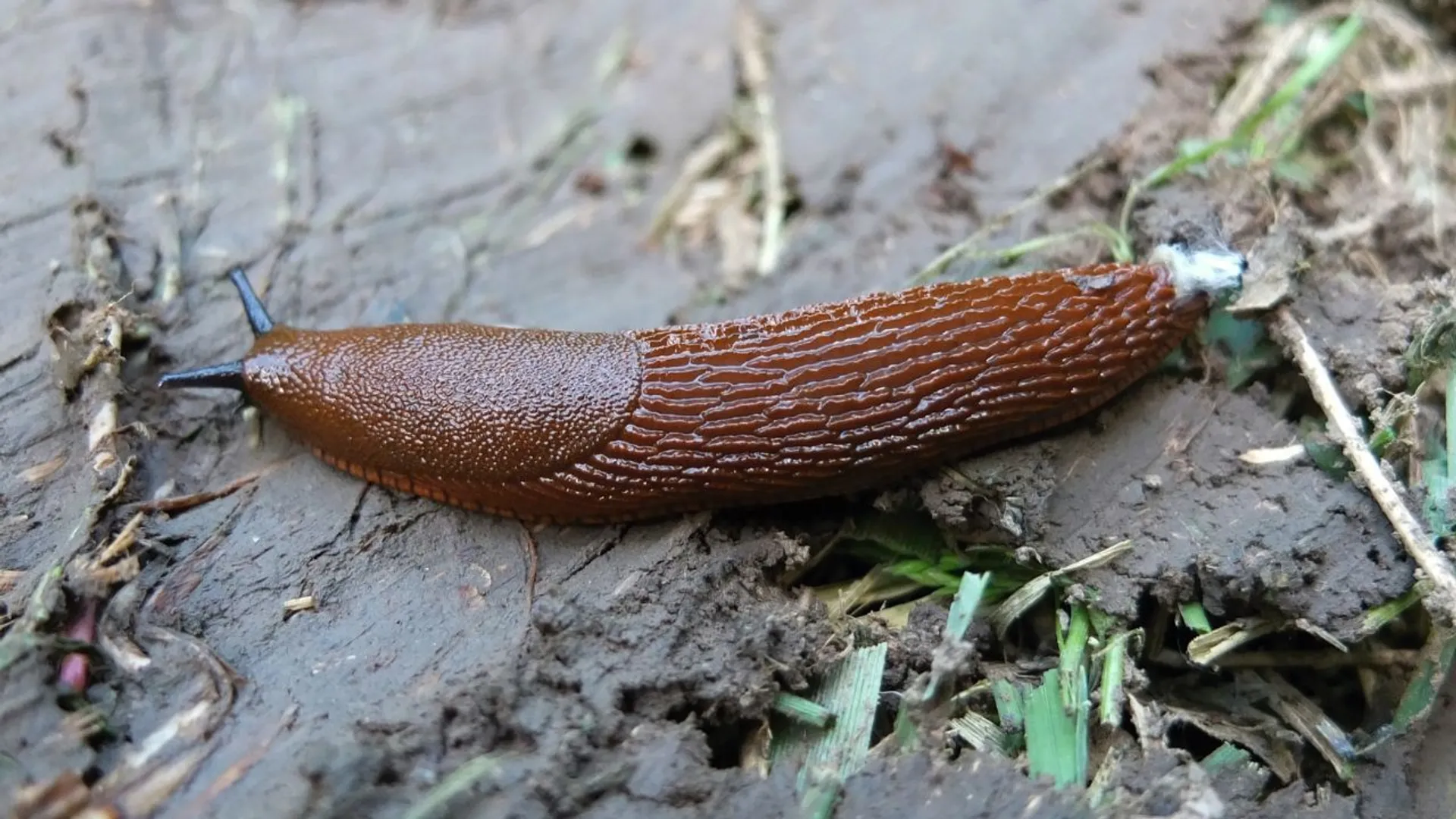 Ślimak