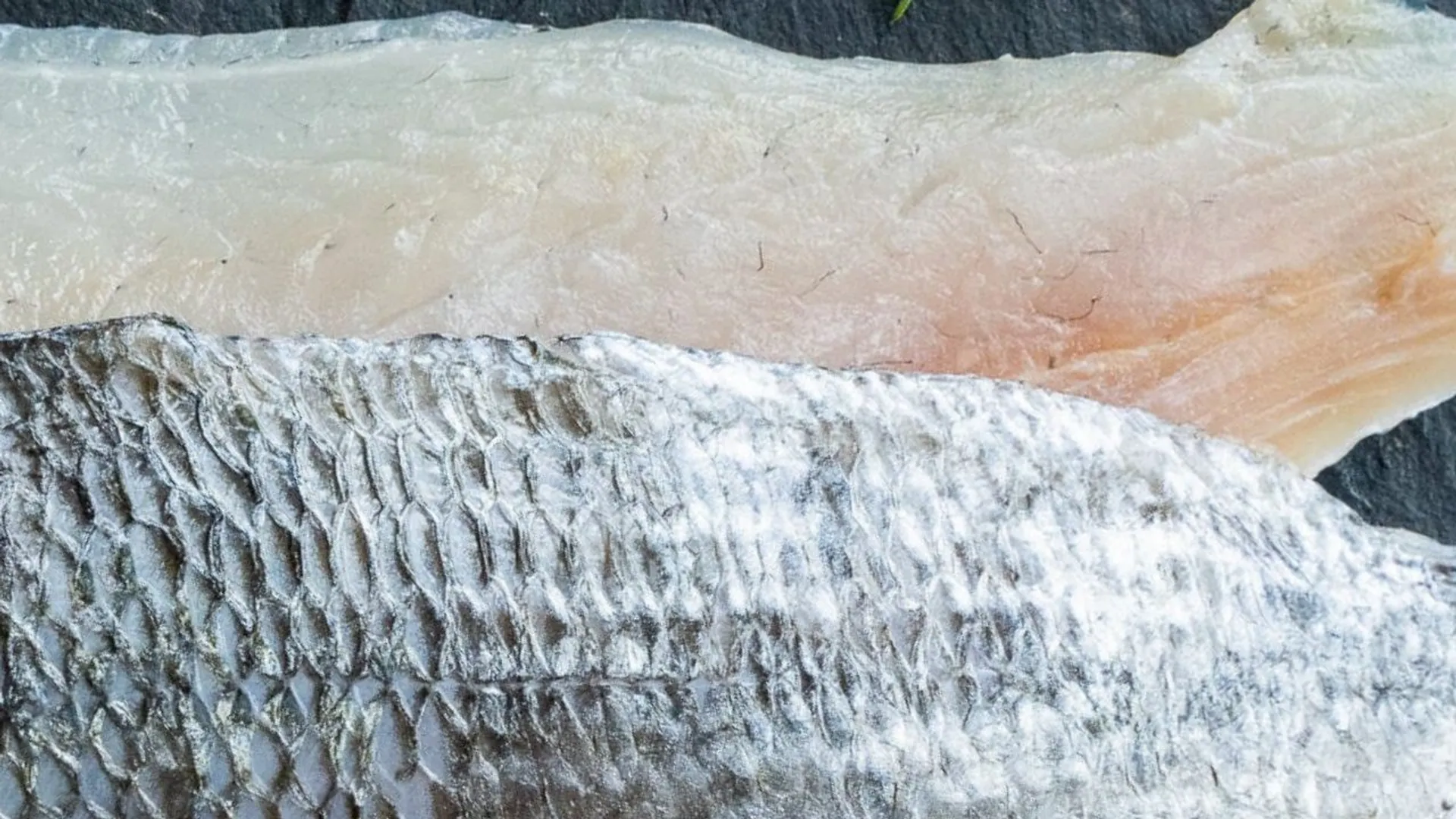 Dorada z grilla
