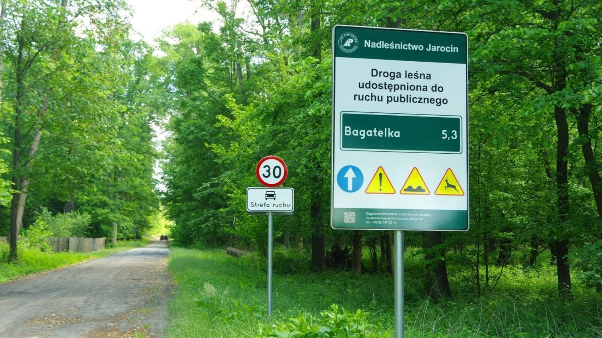 Droga leśna