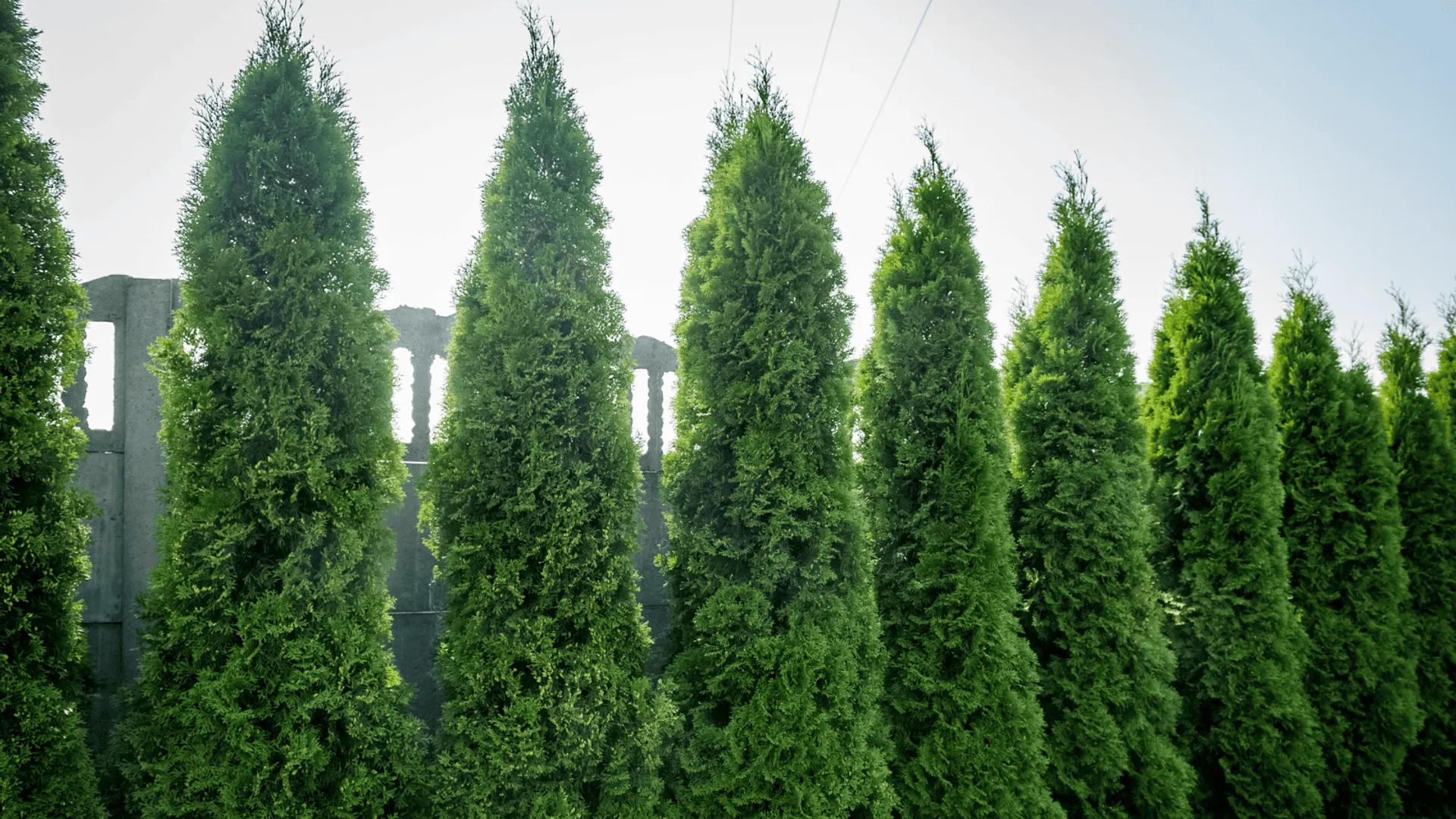 Tuje przy ogrodzeniu 