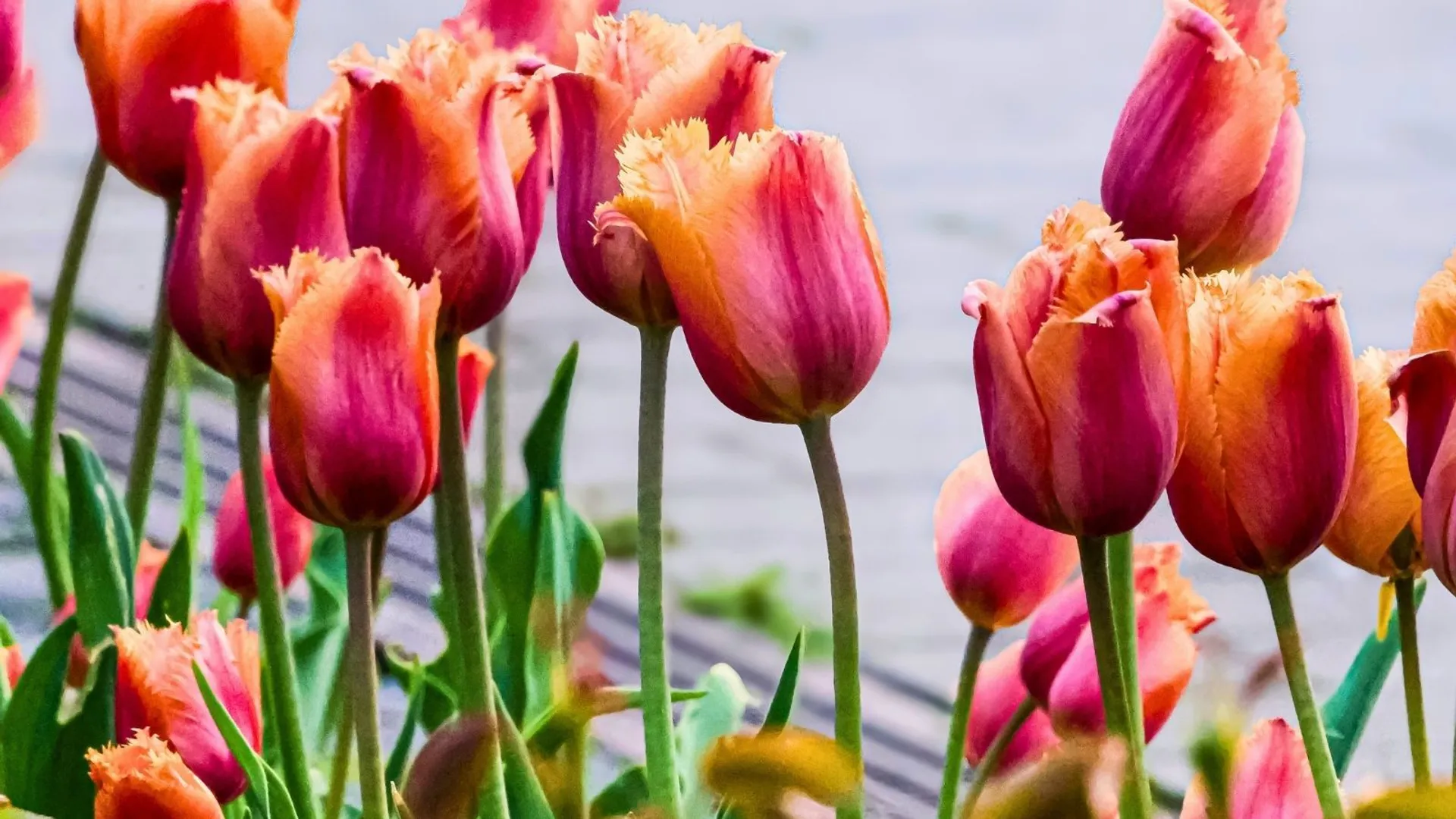 Jak sadzić tulipany