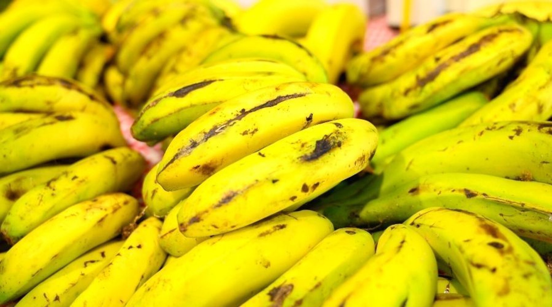 Banany z ekouprawy