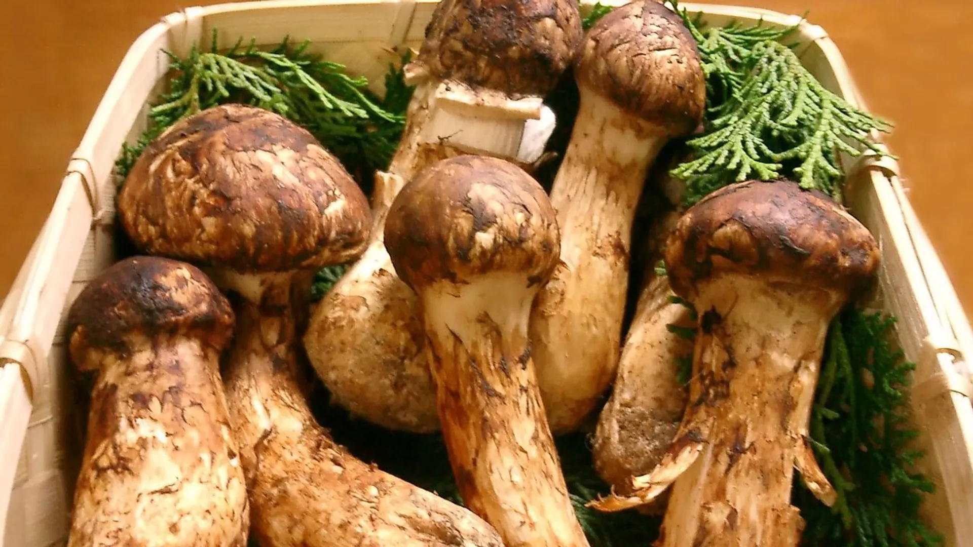 Gąska sosnowa