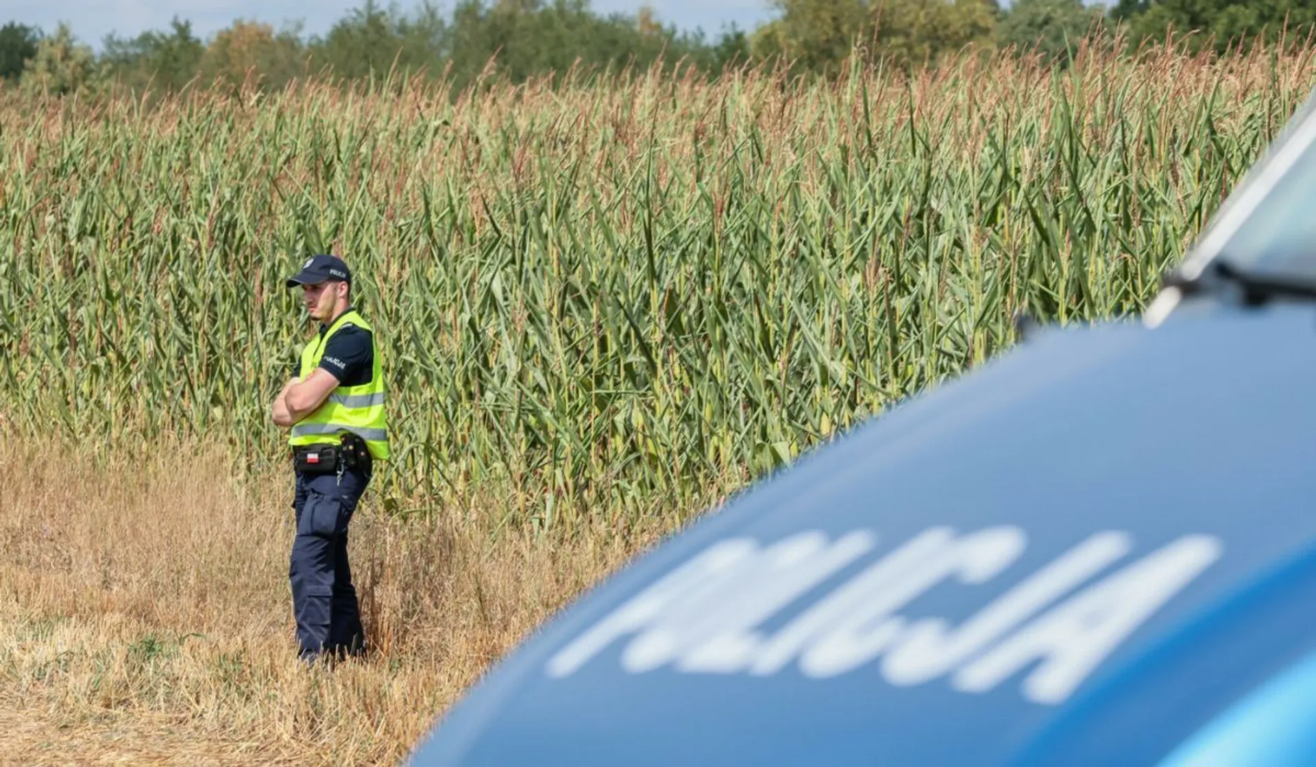 Policja na polu kukurydzy