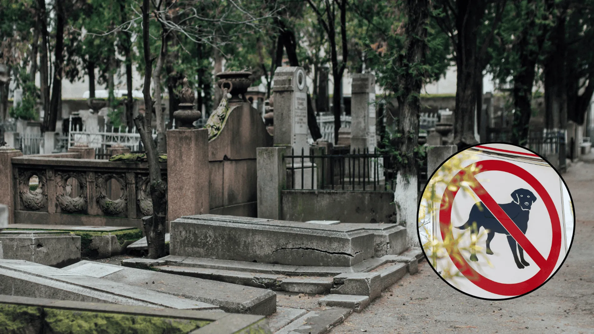 Zakaz psów na cmentarzu, 