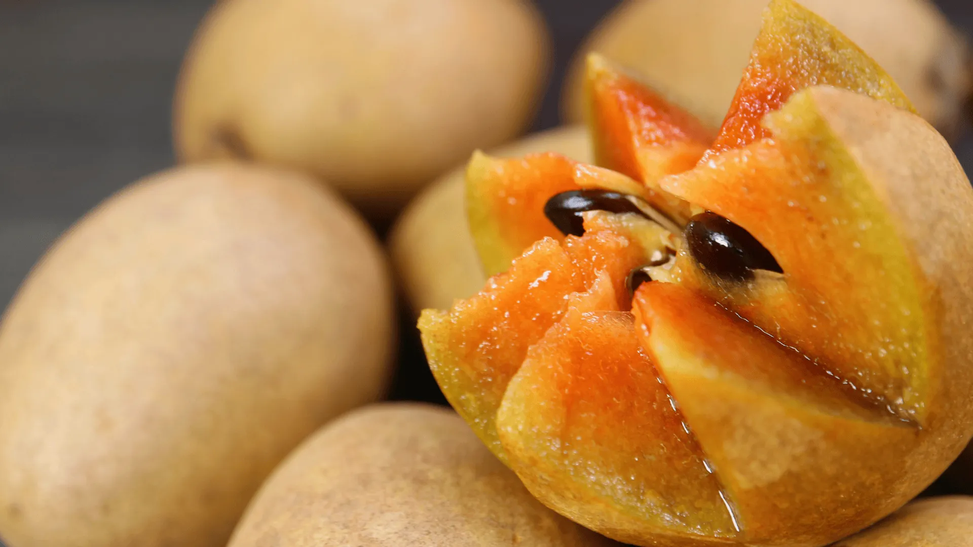 sapodilla