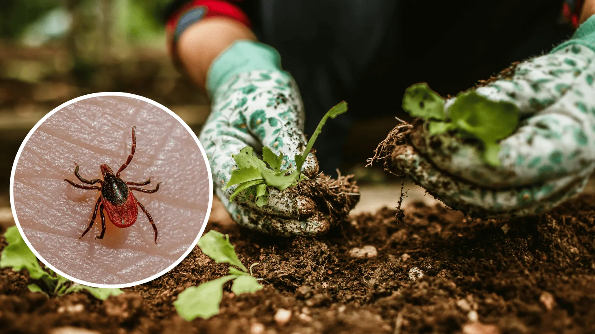 praca w ogrodzie/kleszcz