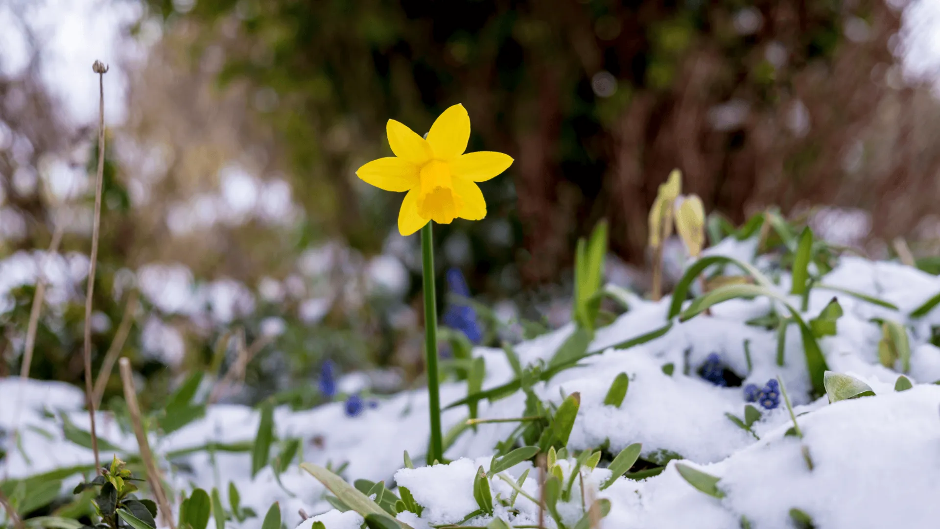 kwiatki/Fot. Canva/Ben Slater/Getty Images