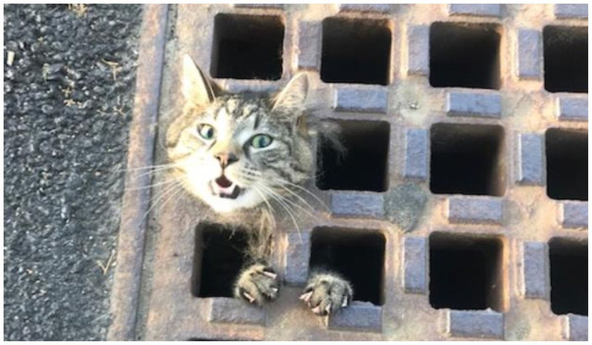 kot uwięziony w studzience kanalizacyjnej