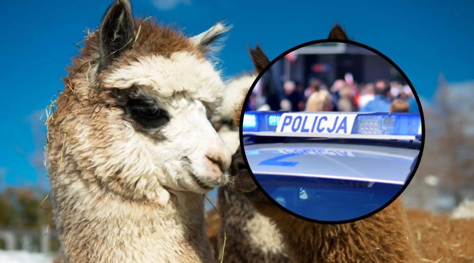 Alpaki i policja
