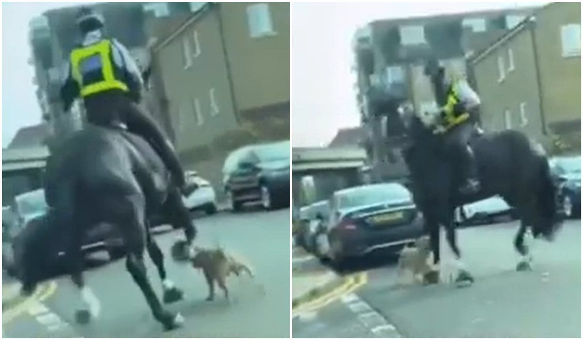 Pies wyrwał się opiekunowi i zaatakował policyjnego konia