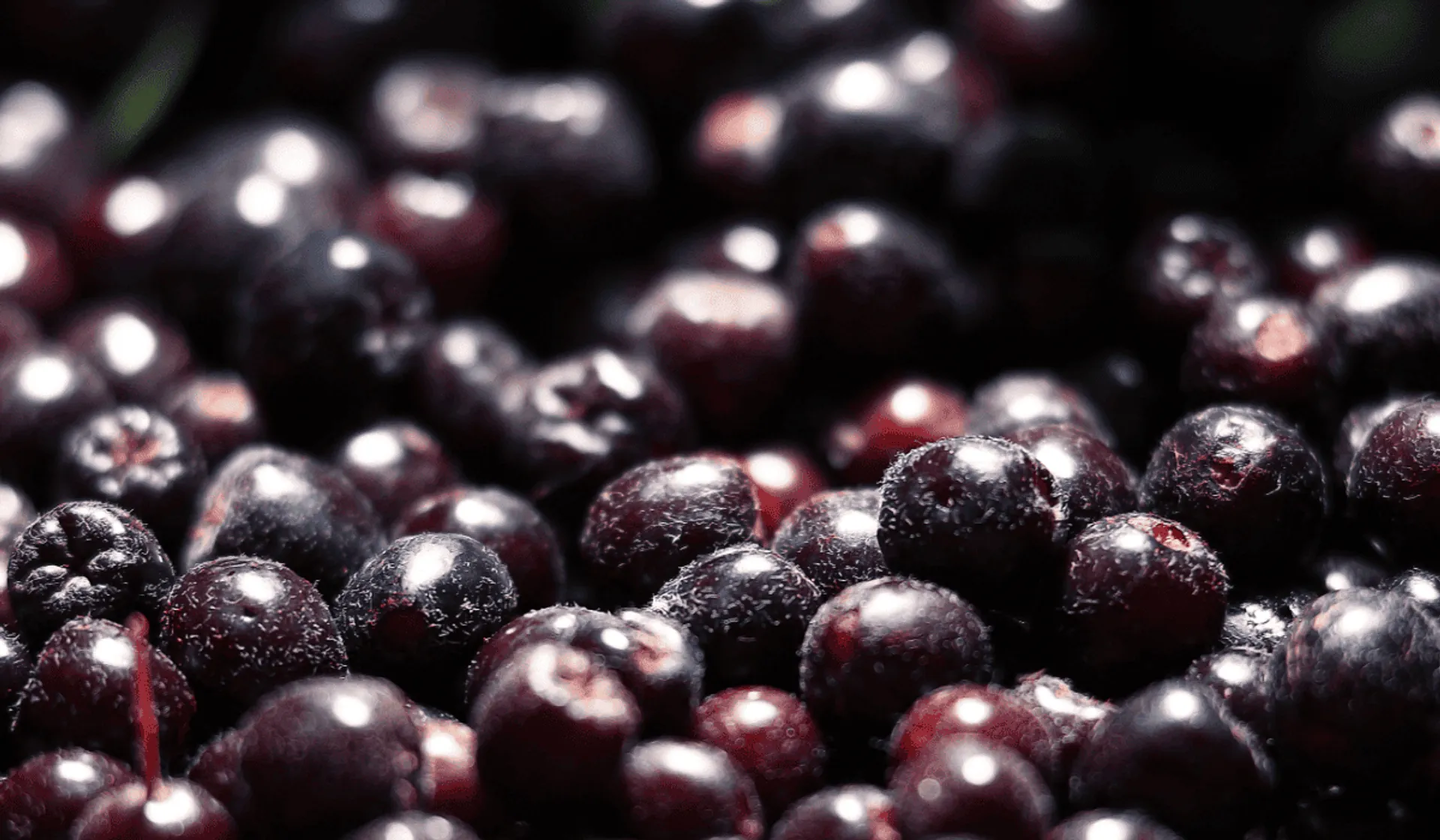 aronia