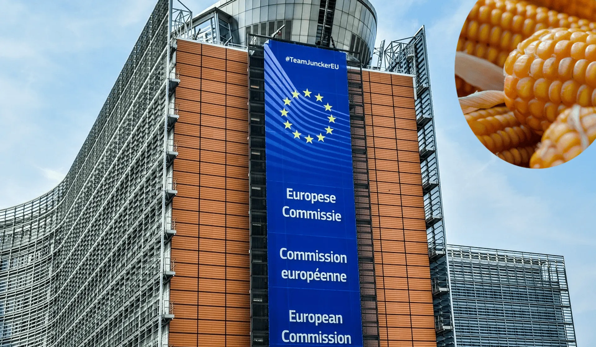 budynek europejski, żółta kukurydza