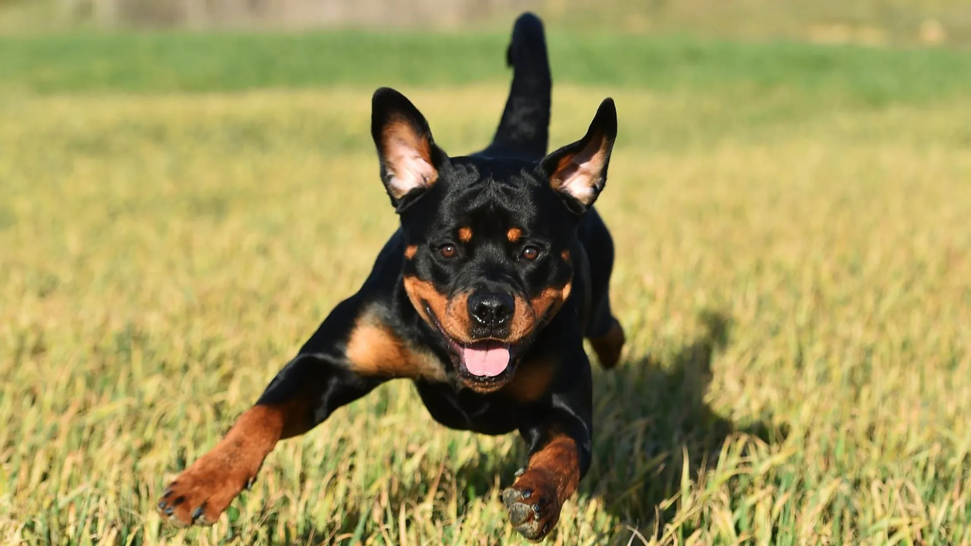 Rottweiler