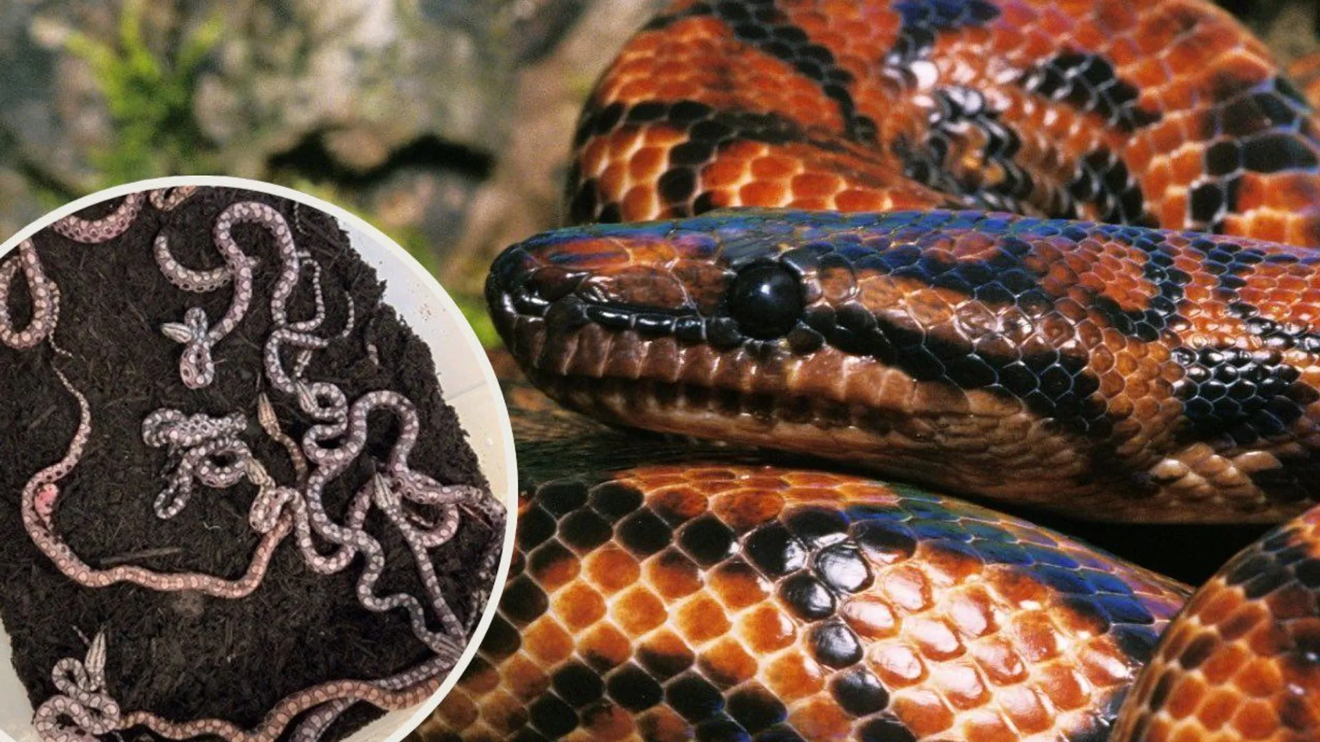 Przez 9 lat myśleli, że wąż jest samcem. Teraz w jego herpetarium znaleźli 14 młodych