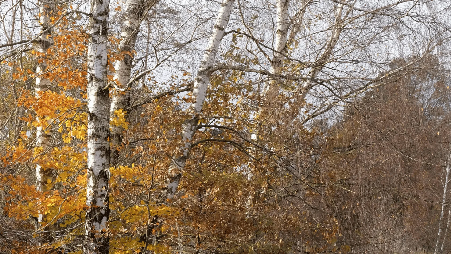Kiedy przycinać brzozę? Koniecznie w tym terminie, inaczej drzewo zacznie "płakać”