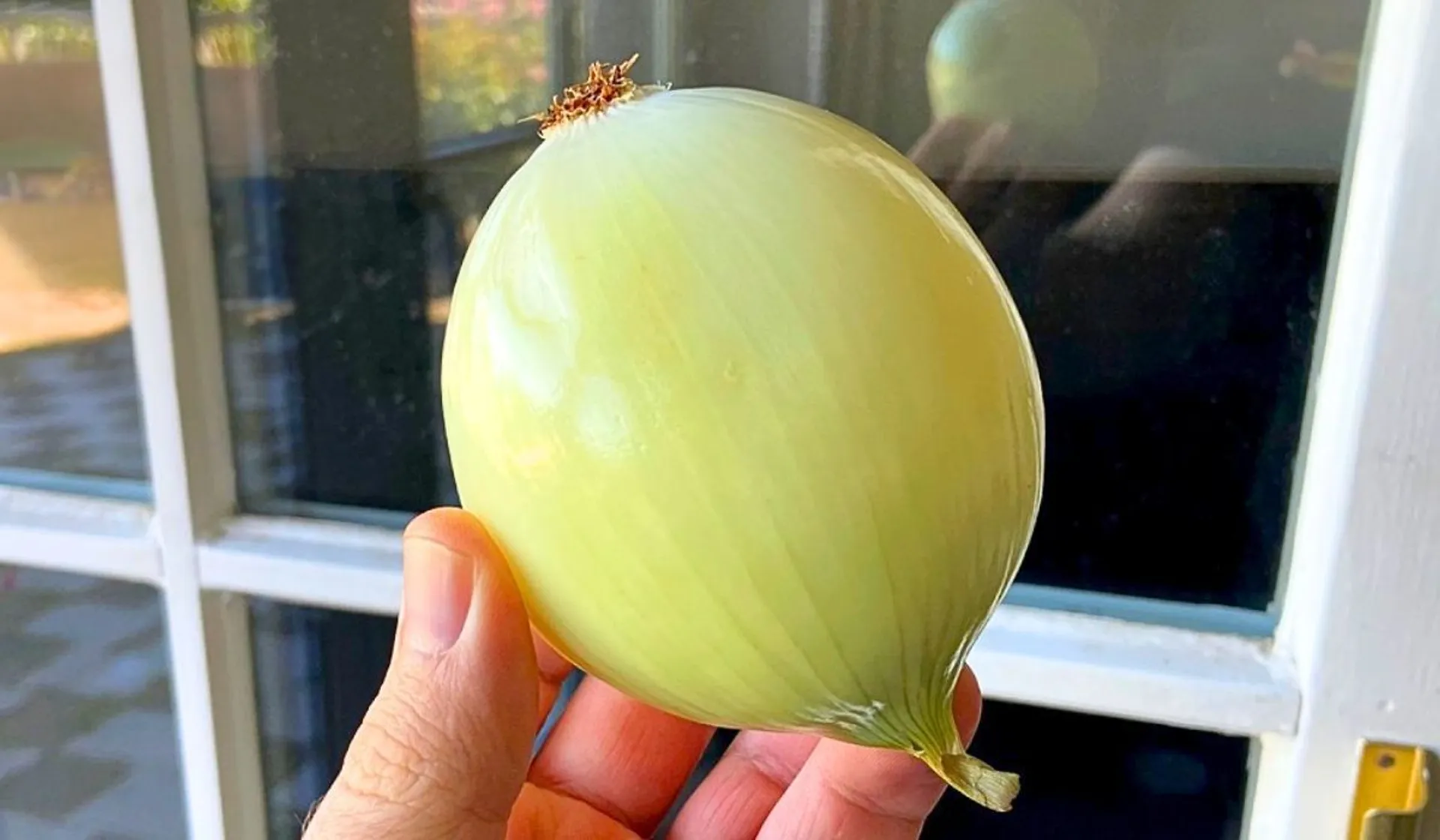 cebula