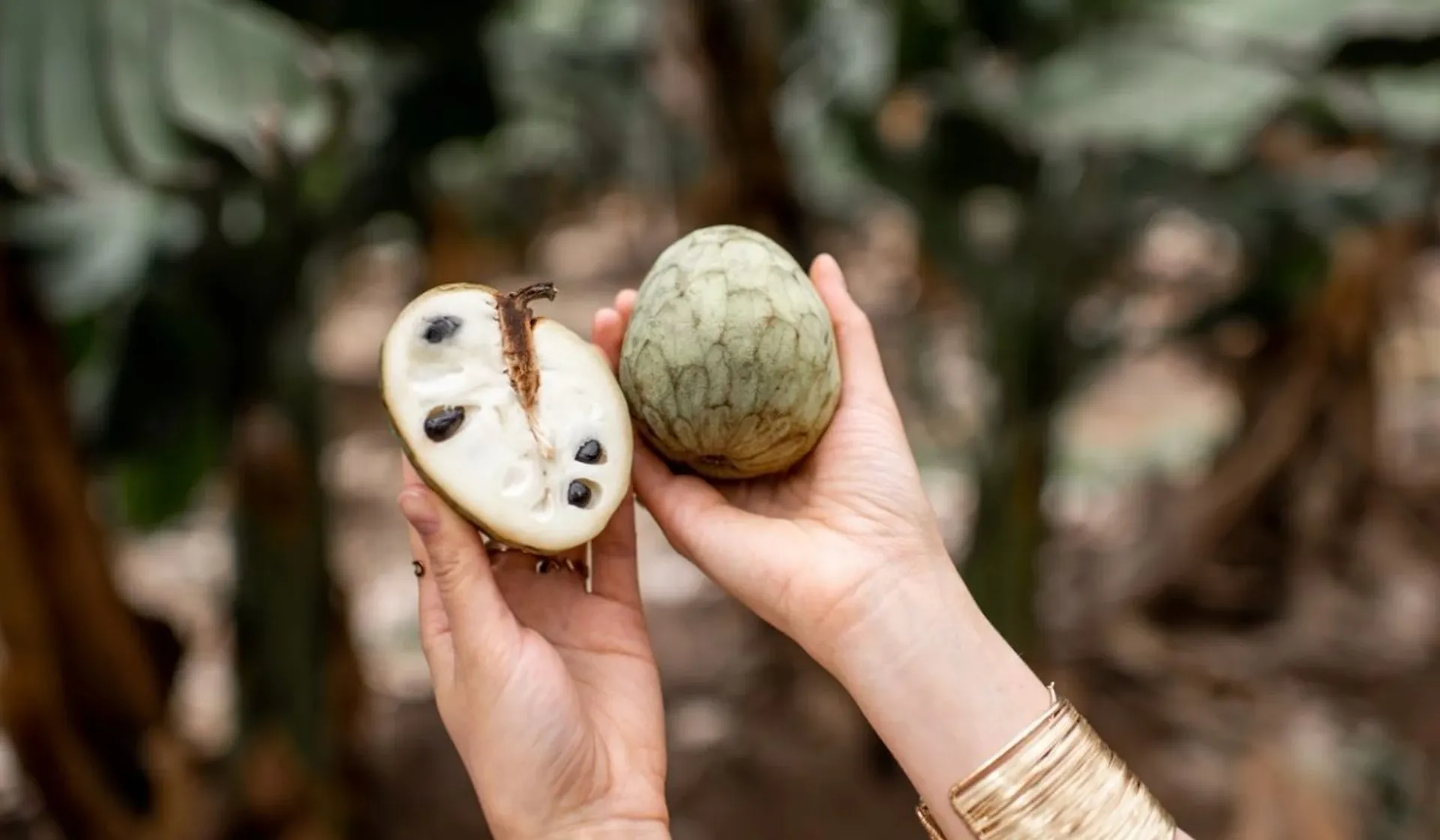 cherimoya