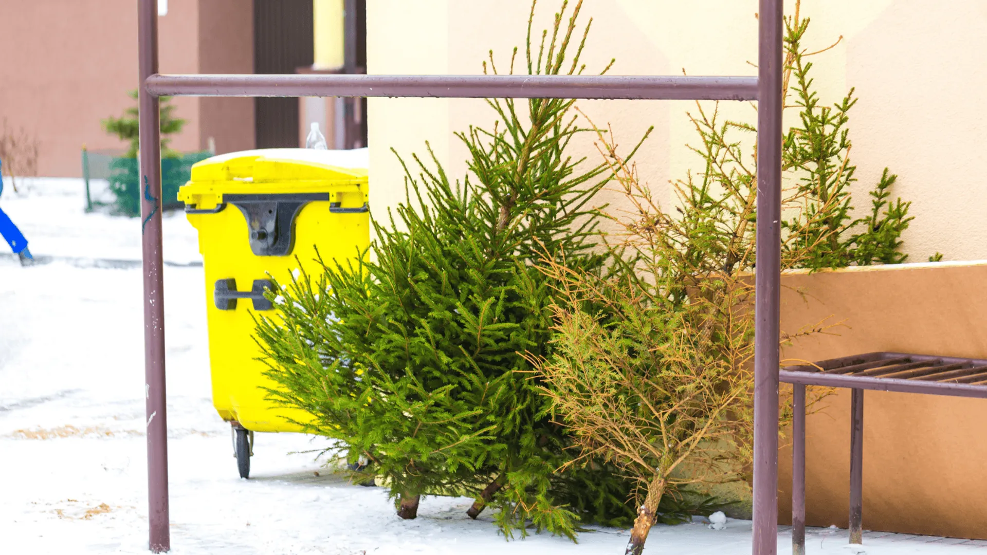 choinki przy koszu na śmieci