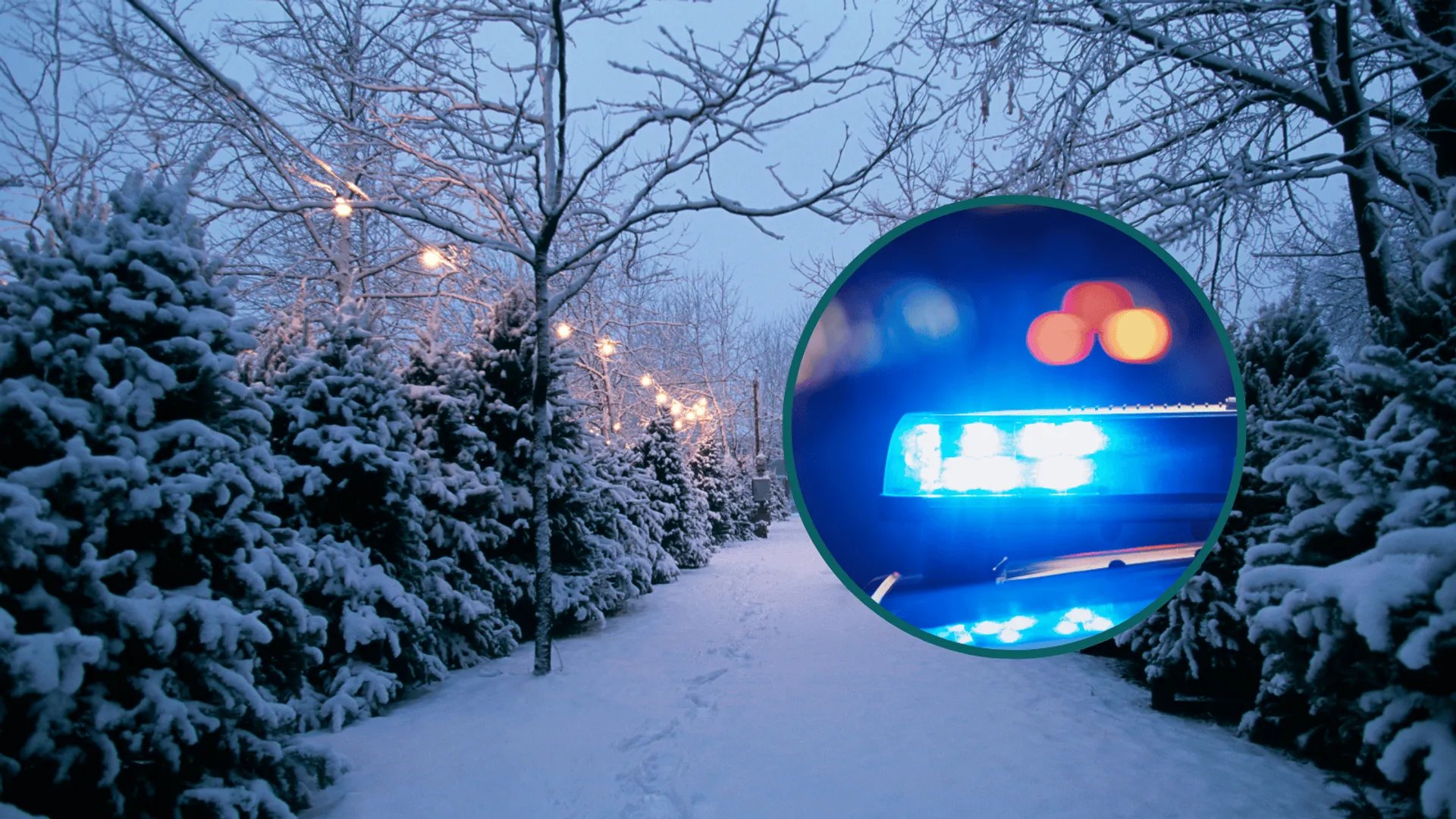 Ośnieżone choinki po dwóch stronach alejki.