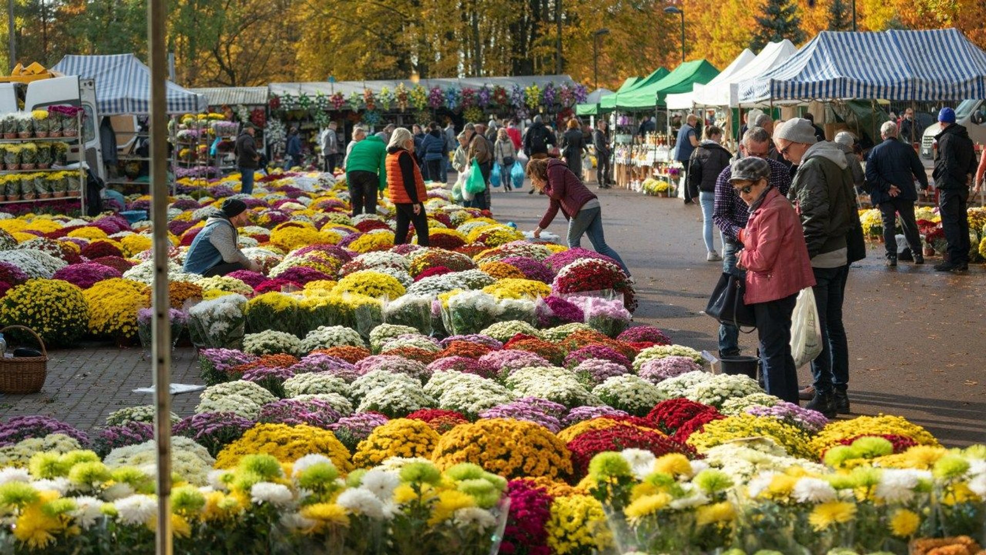 chryzantemy Wszystkich Świętych