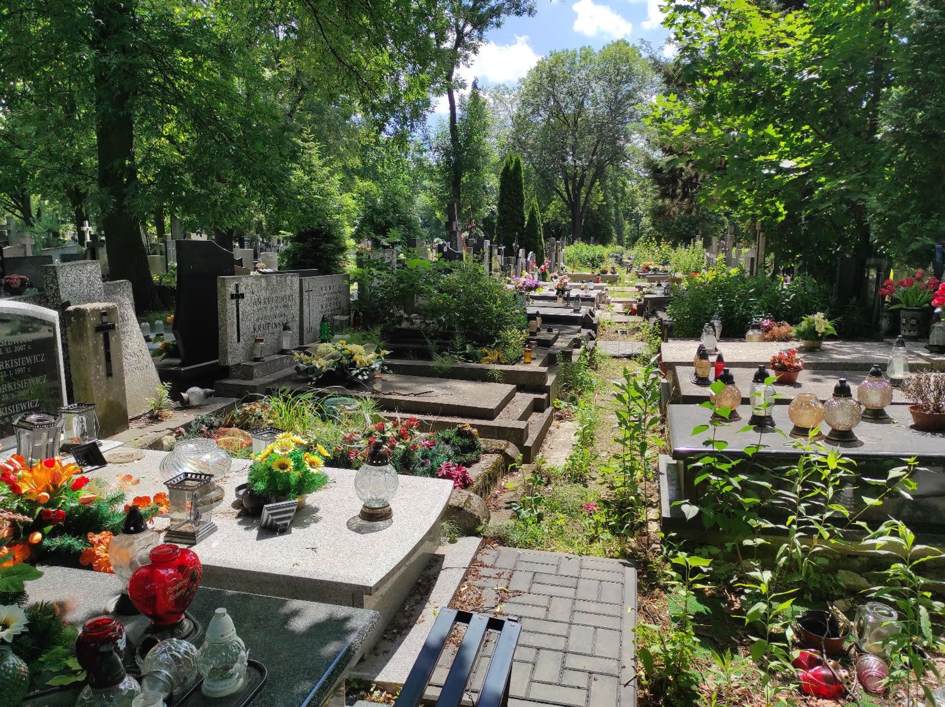 Szczecin. Stado dzików dosłownie zdewastowało lokalny cmentarz. Mieszkańcy załamani
