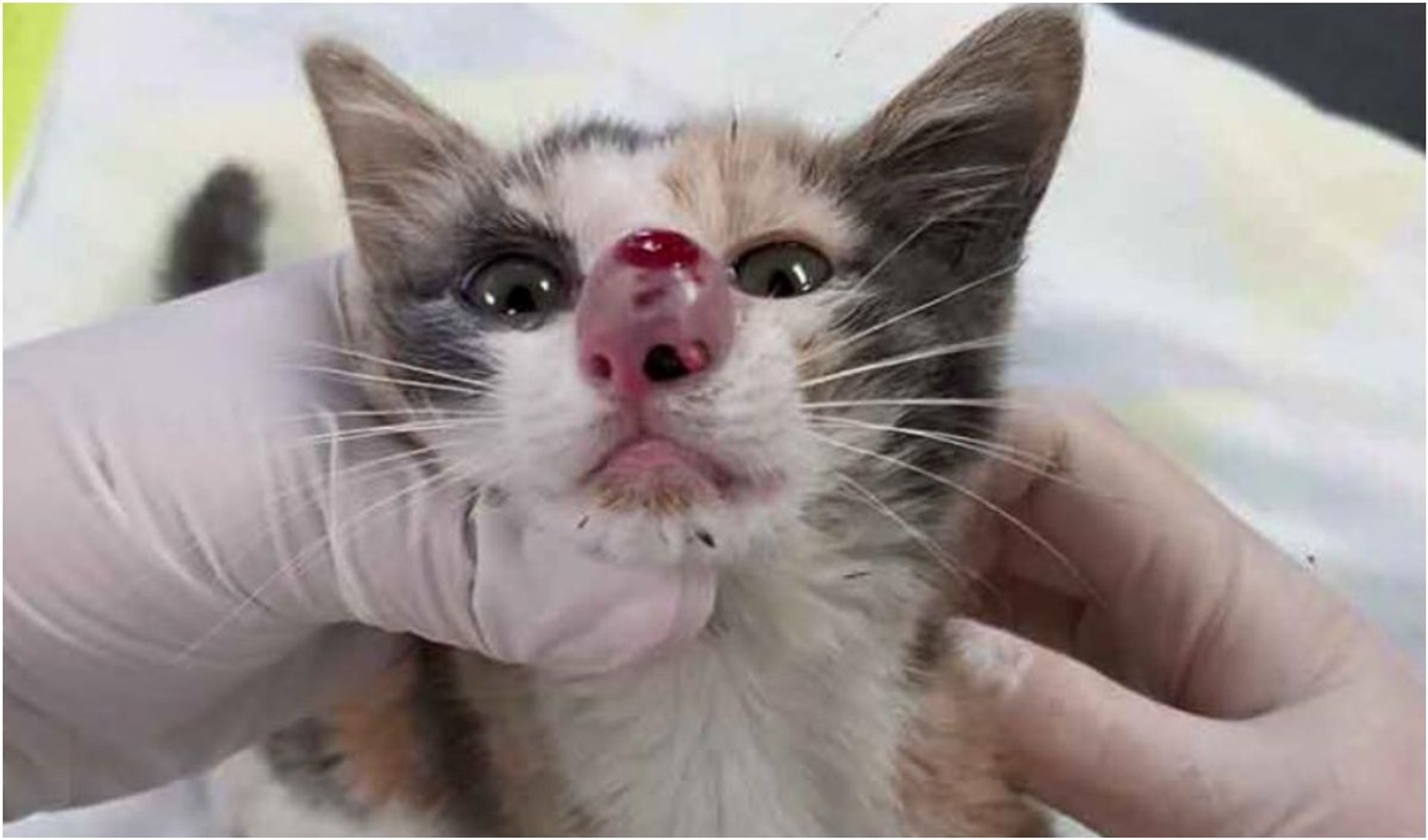 Kotek trafił do weterynarza ze spuchniętym nosem