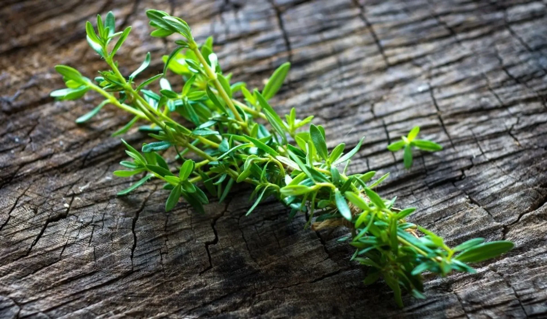 Suszę co jesień, mam tego pełne torby. Nic tak dobrze nie smakuje