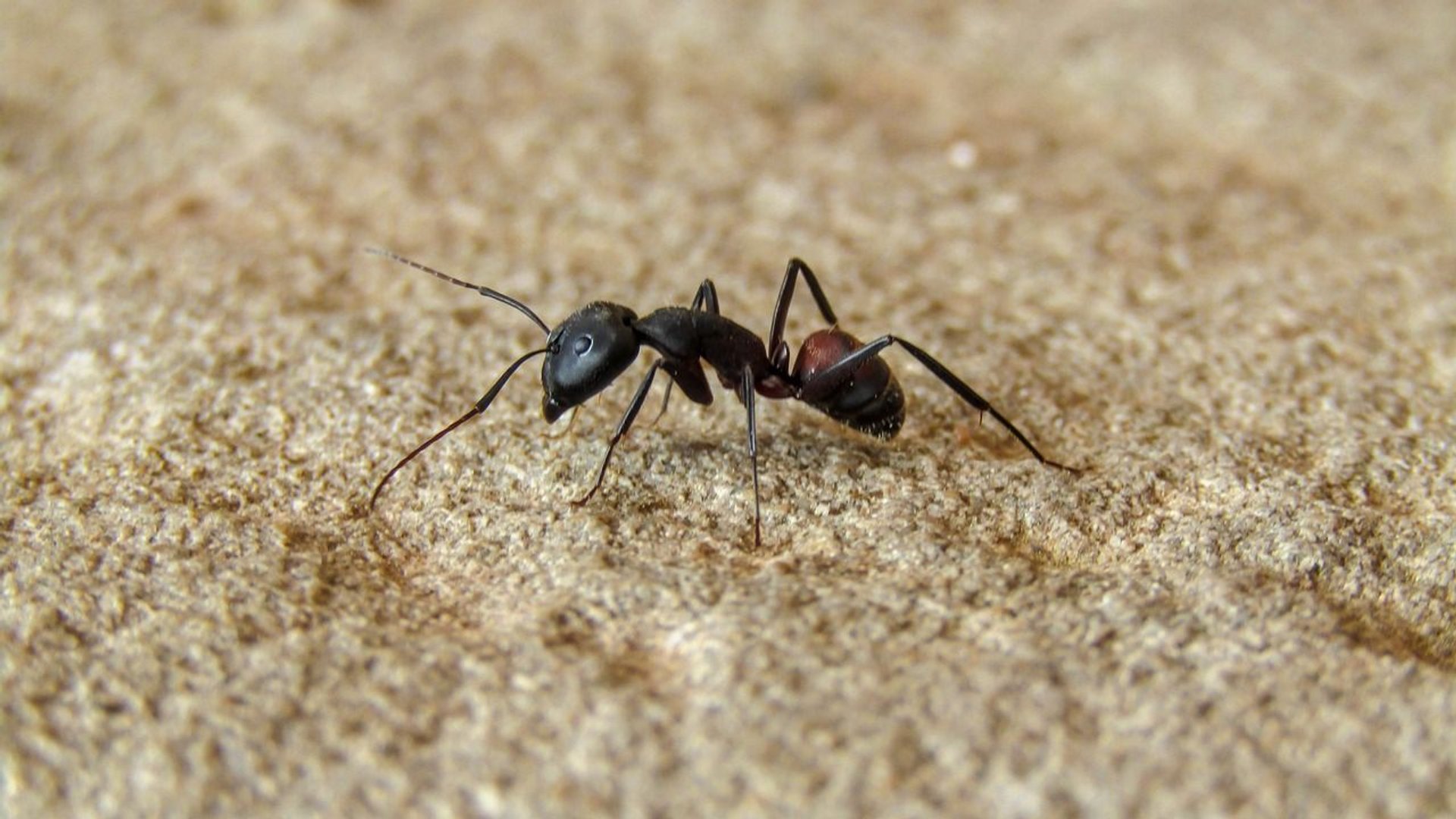czarna mrówka