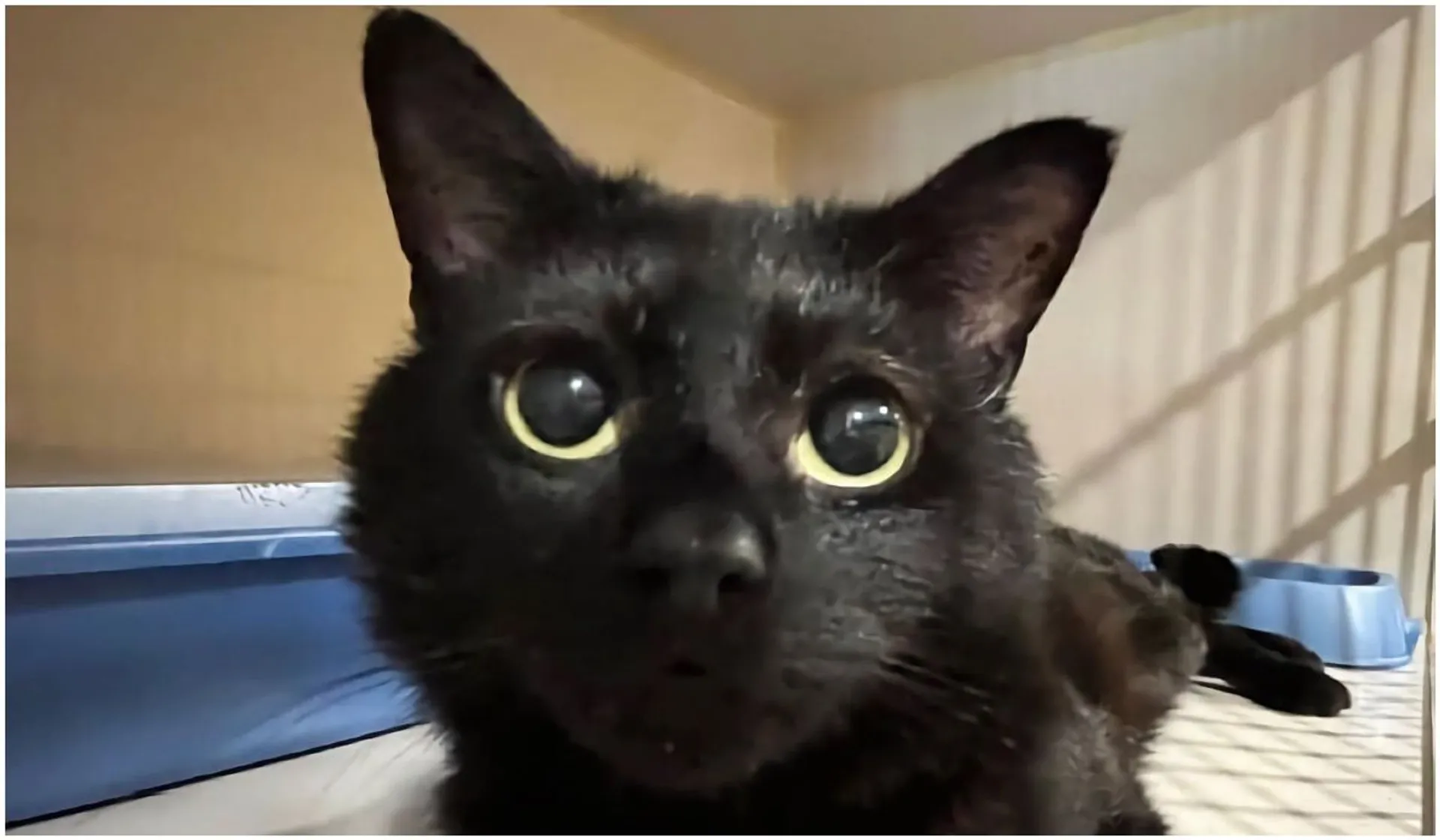 czarny kot w schronisku